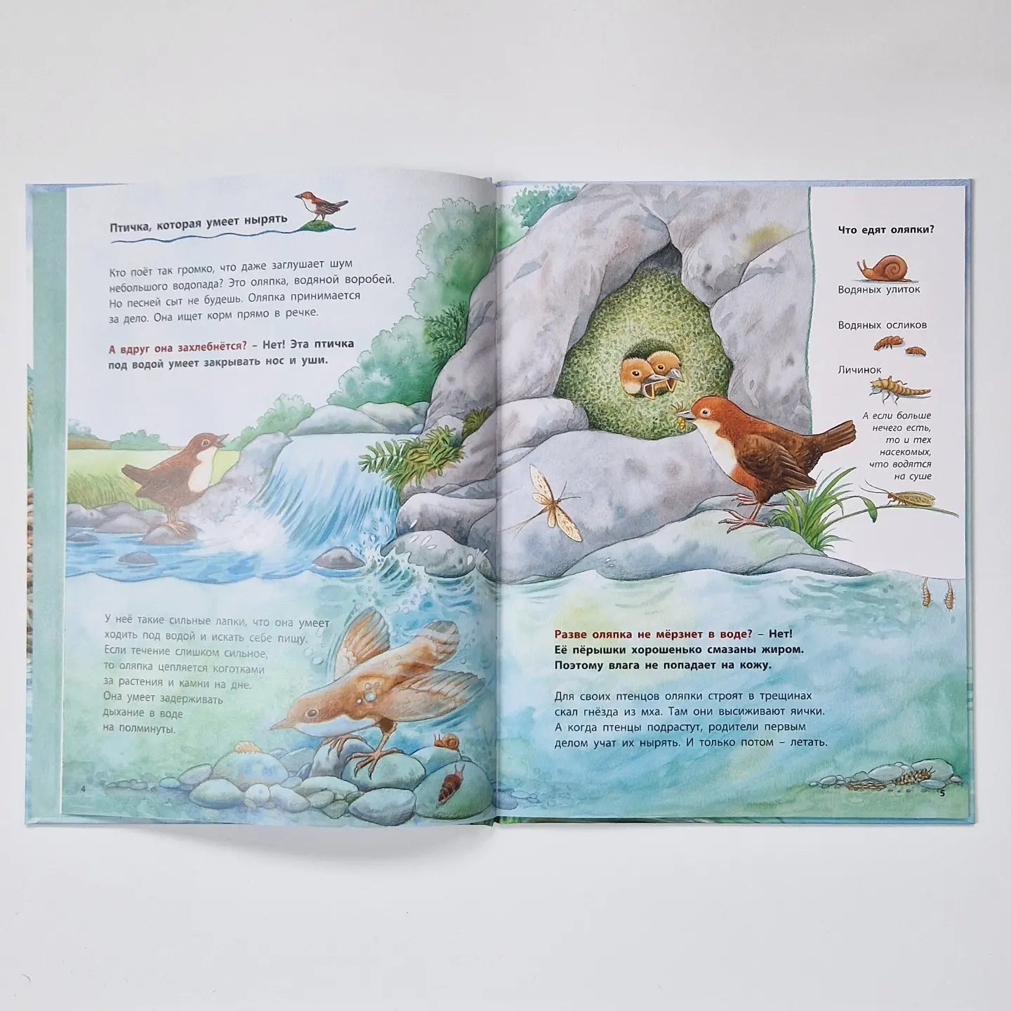 Beavers and other river inhabitants. Educational stories