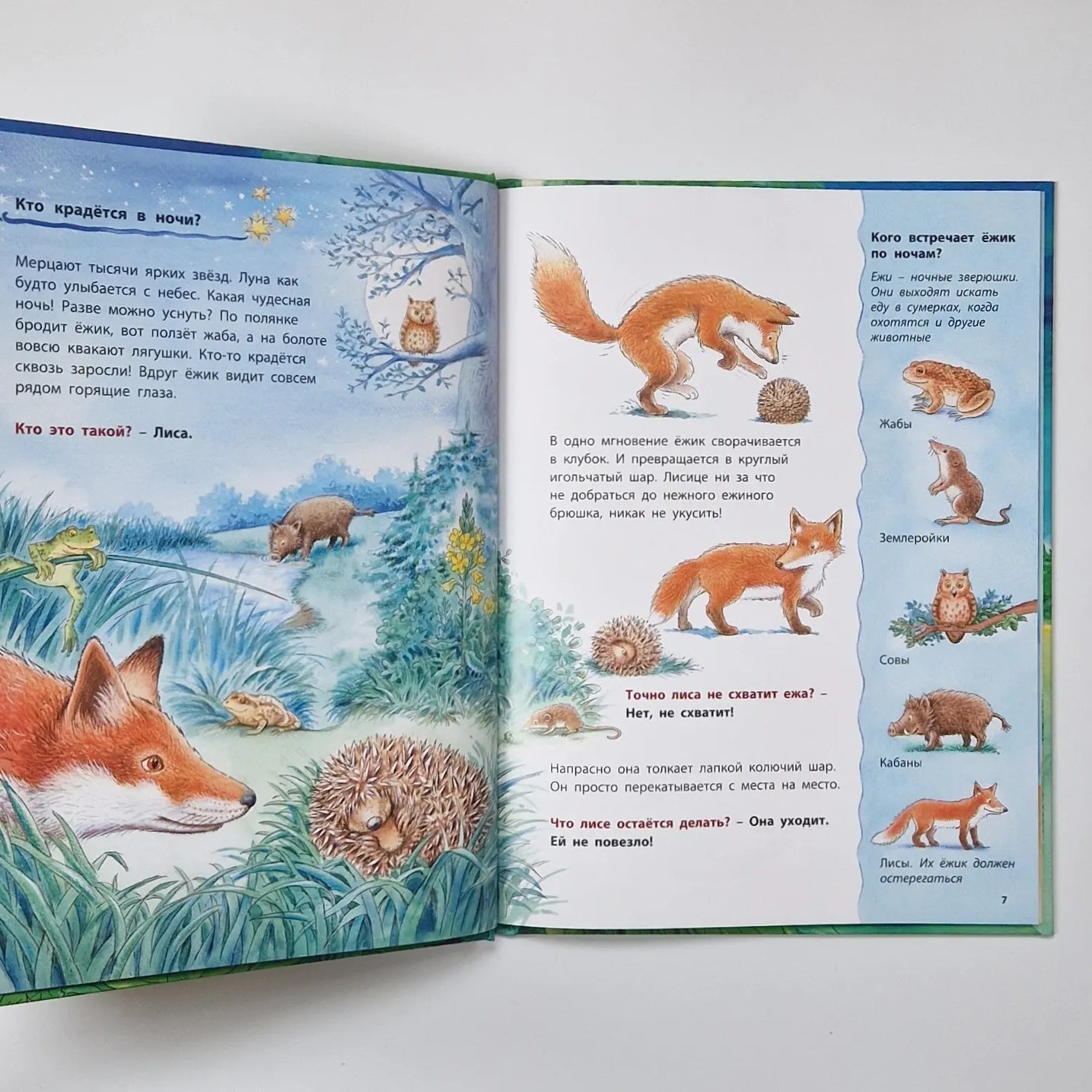 How Hedgehogs Live. Educational Stories