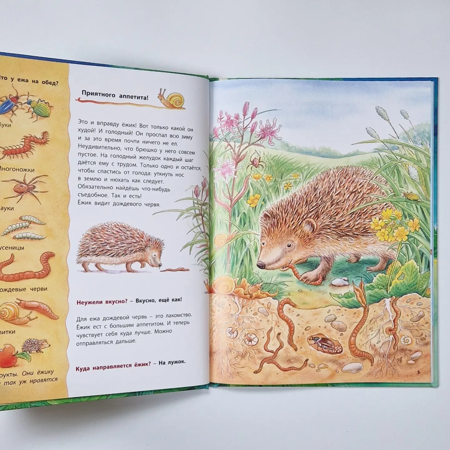 How Hedgehogs Live. Educational Stories