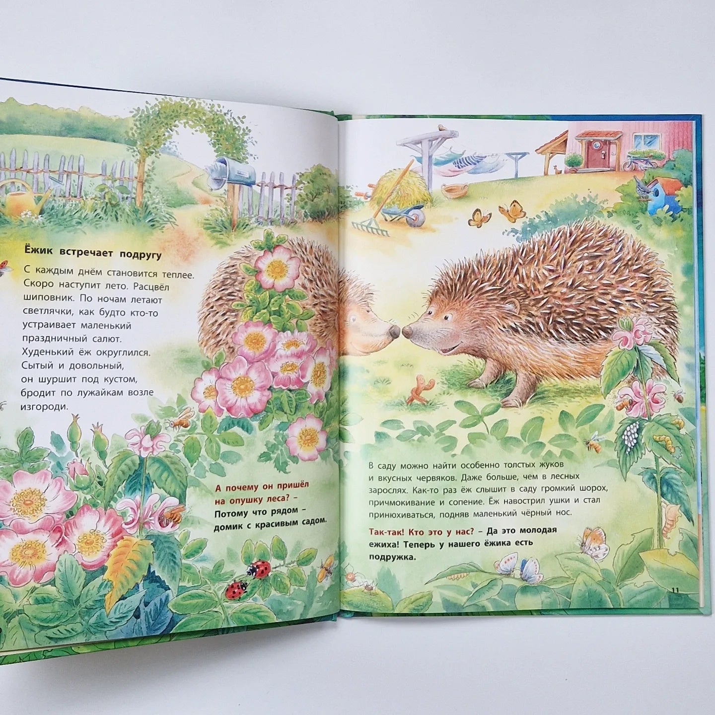 How Hedgehogs Live. Educational Stories
