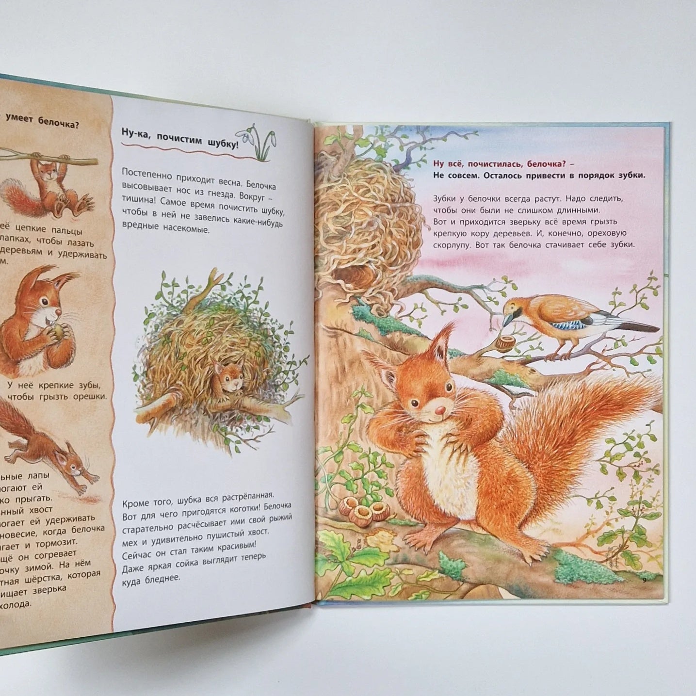 How a squirrel lives. Educational stories