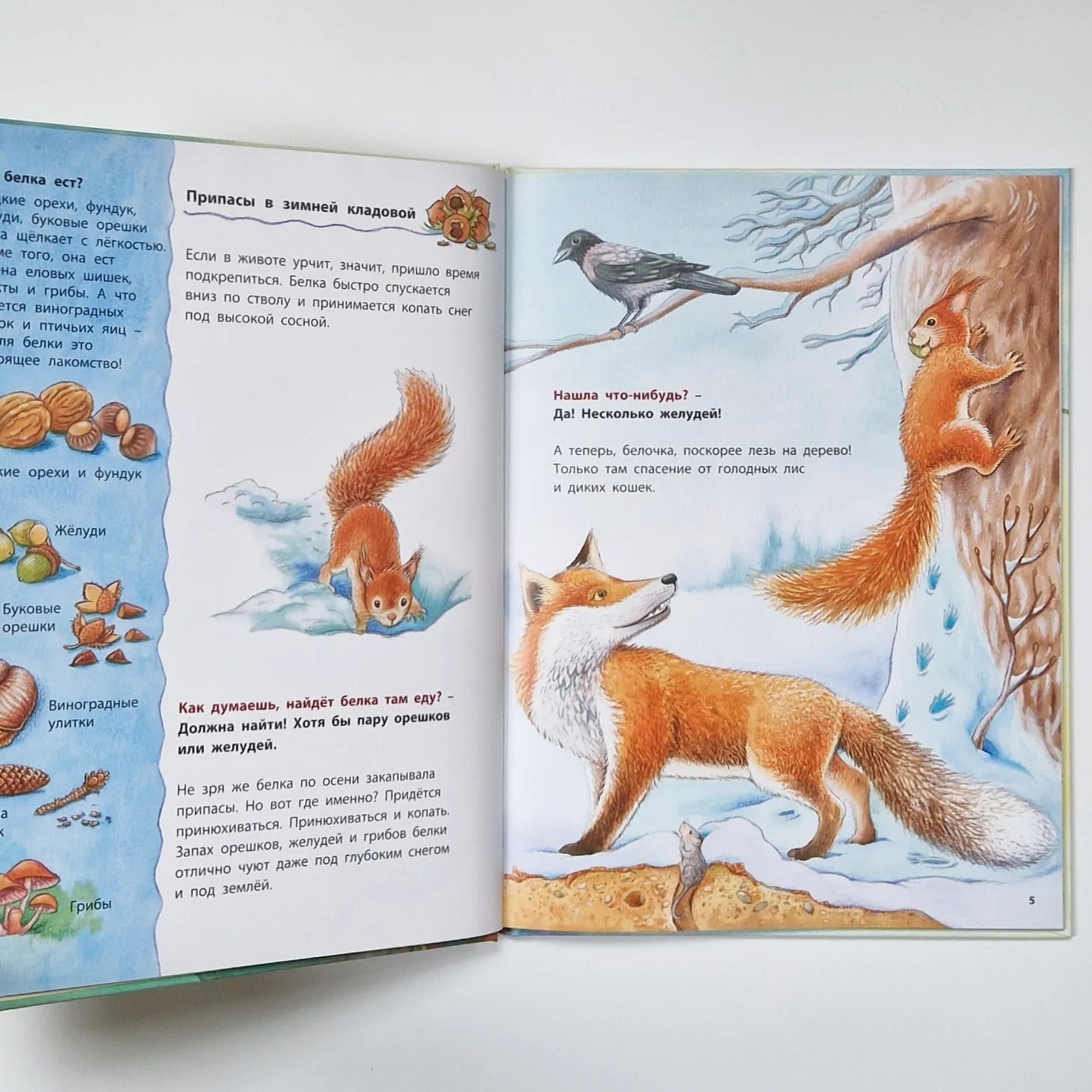 How a squirrel lives. Educational stories