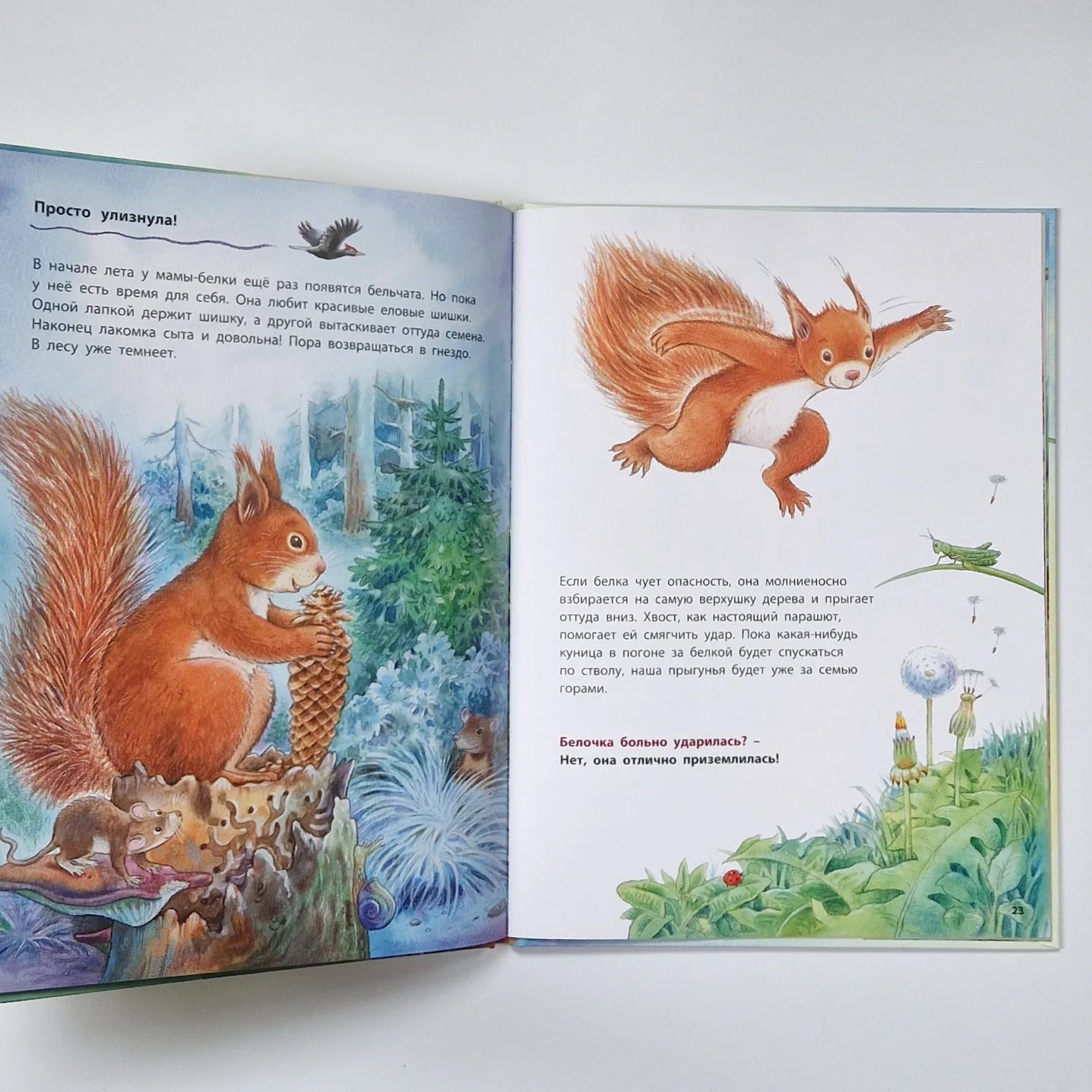 How a squirrel lives. Educational stories