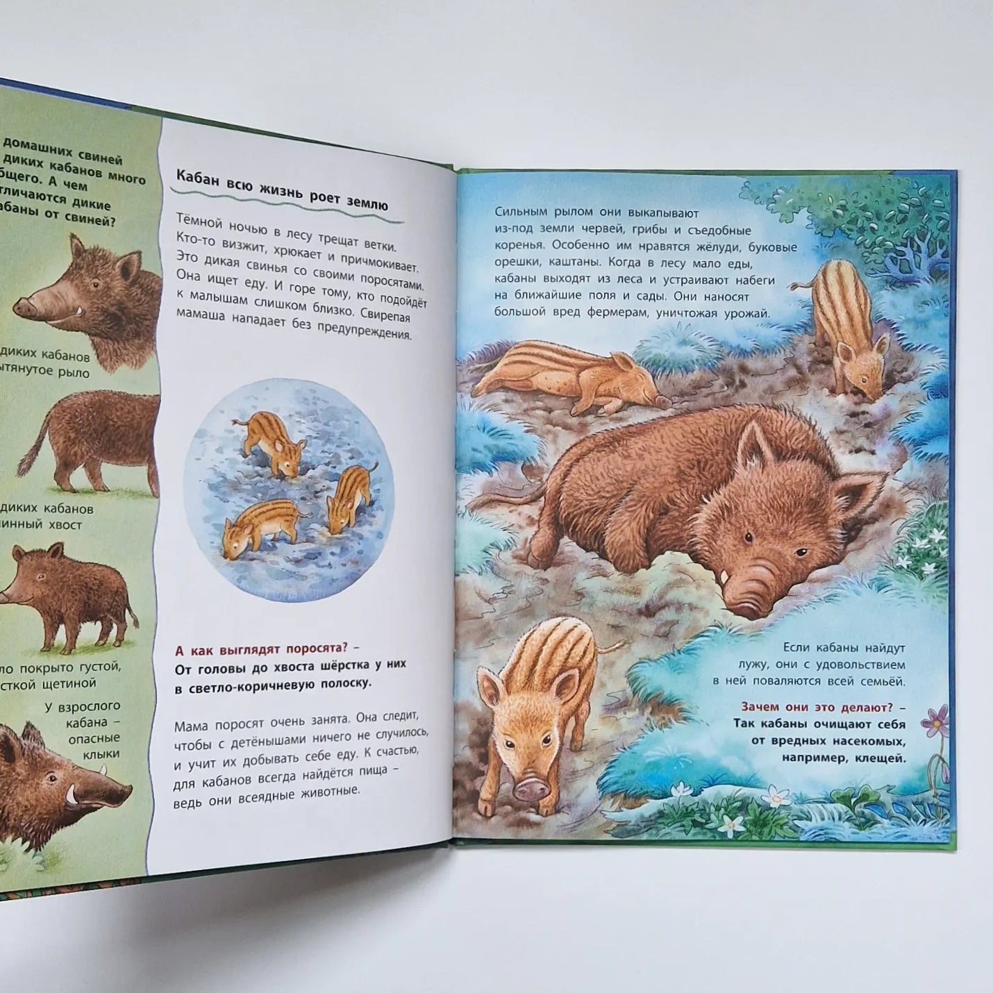 Owls and other nocturnal animals. Educational stories