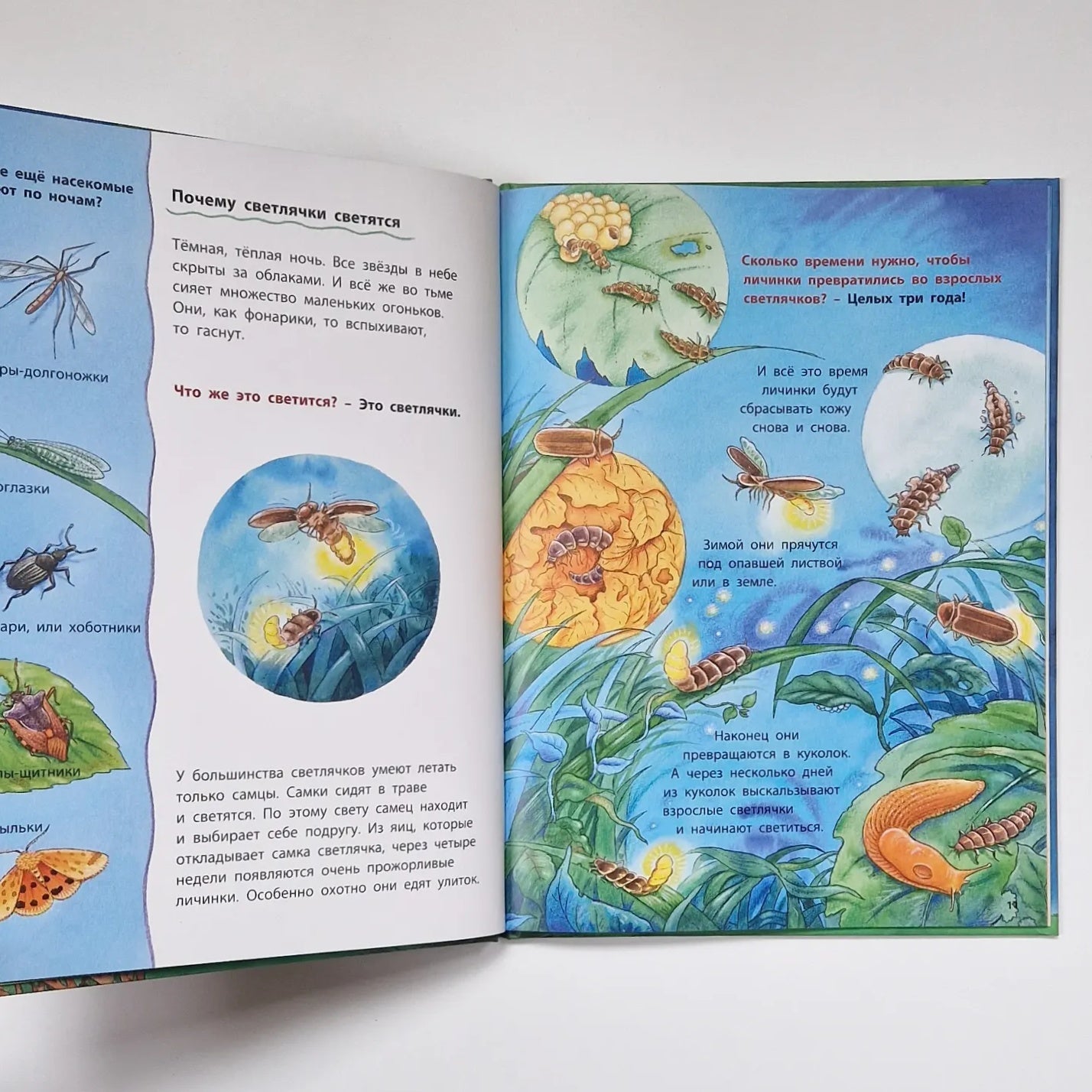 Owls and other nocturnal animals. Educational stories