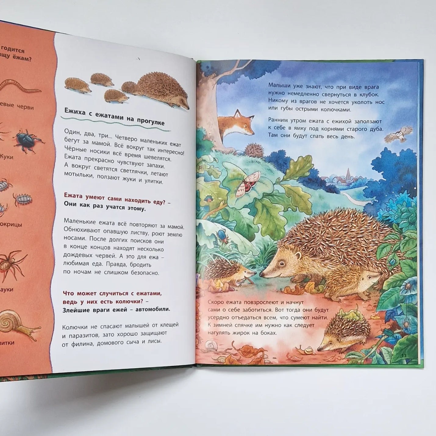 Owls and other nocturnal animals. Educational stories