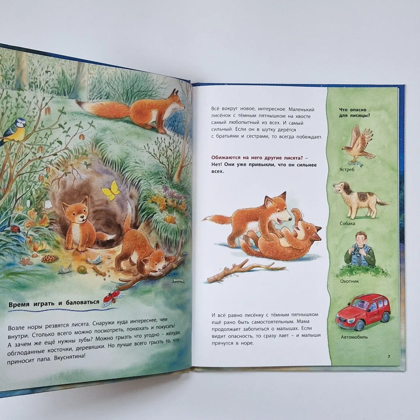 The Fox Cub and Other Animals in the Forest. Educational Stories