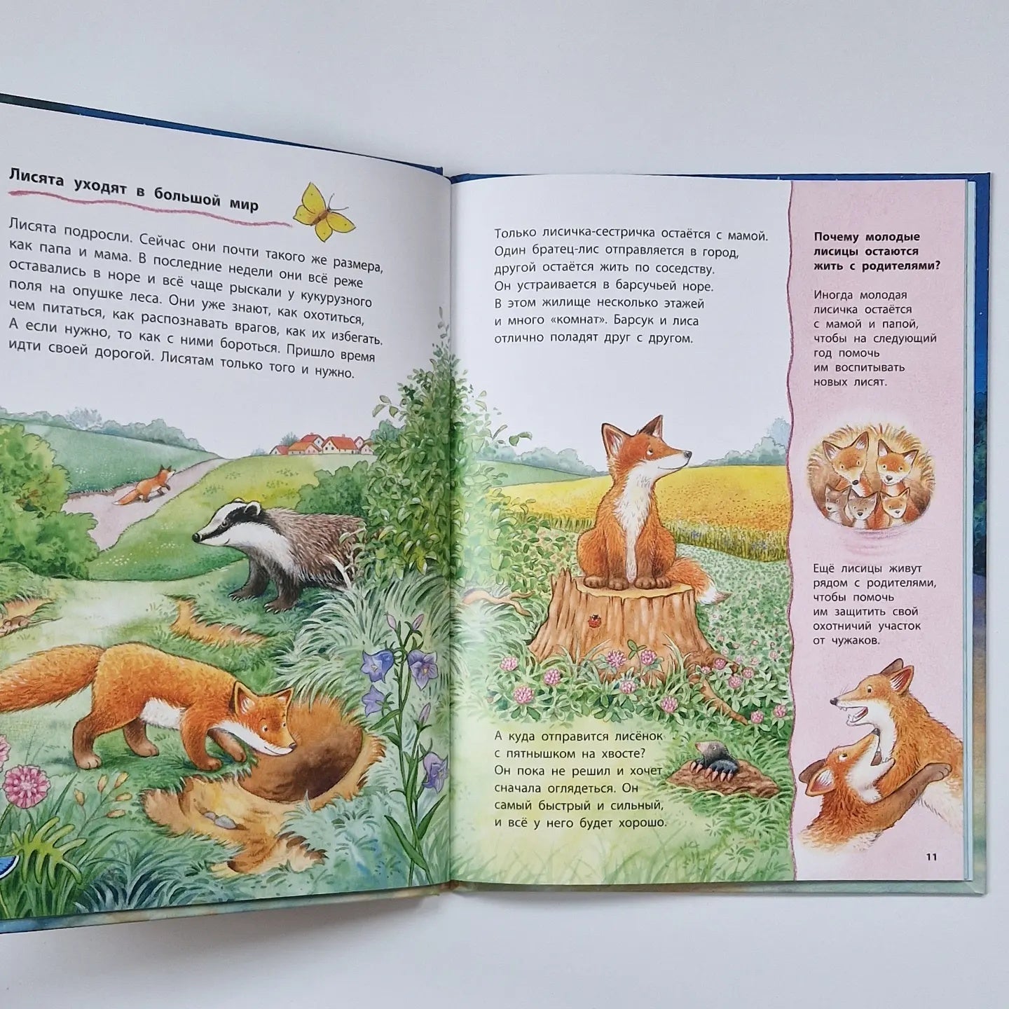 The Fox Cub and Other Animals in the Forest. Educational Stories