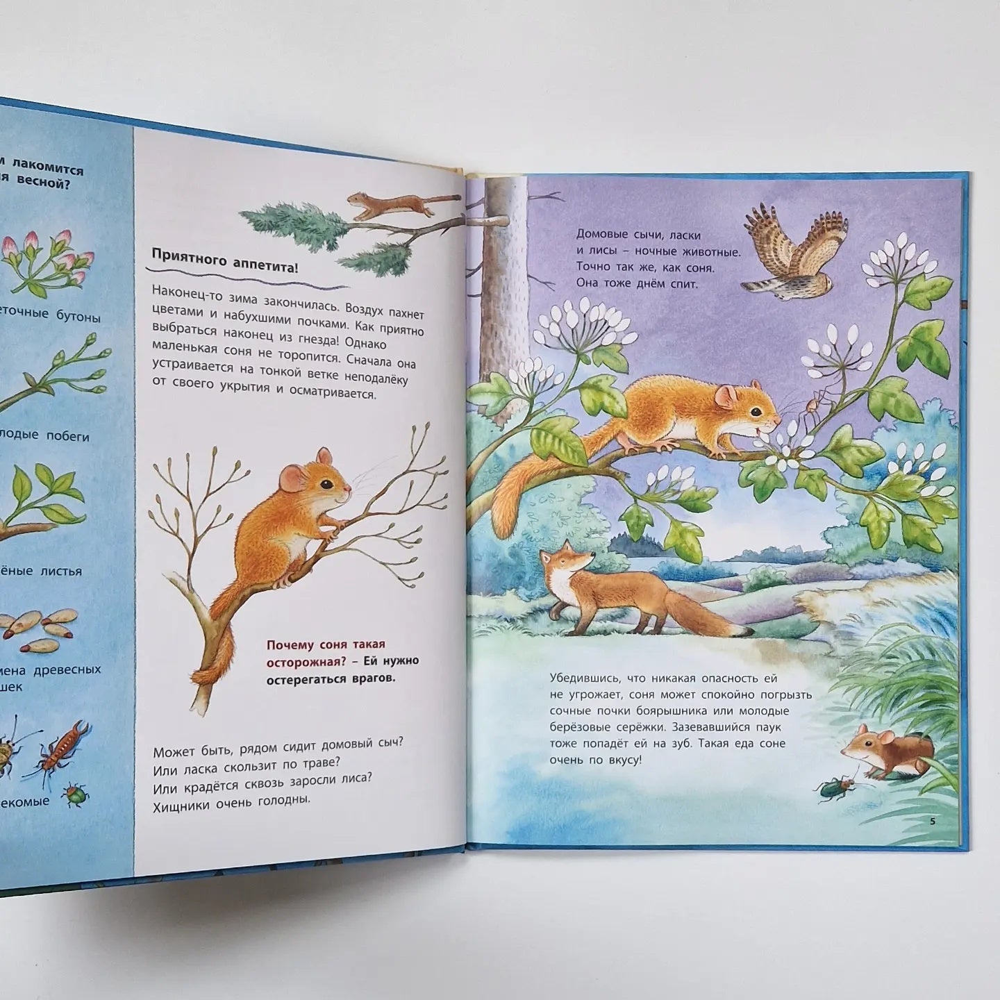 Кто такая орешниковая соня? Познавательные истории