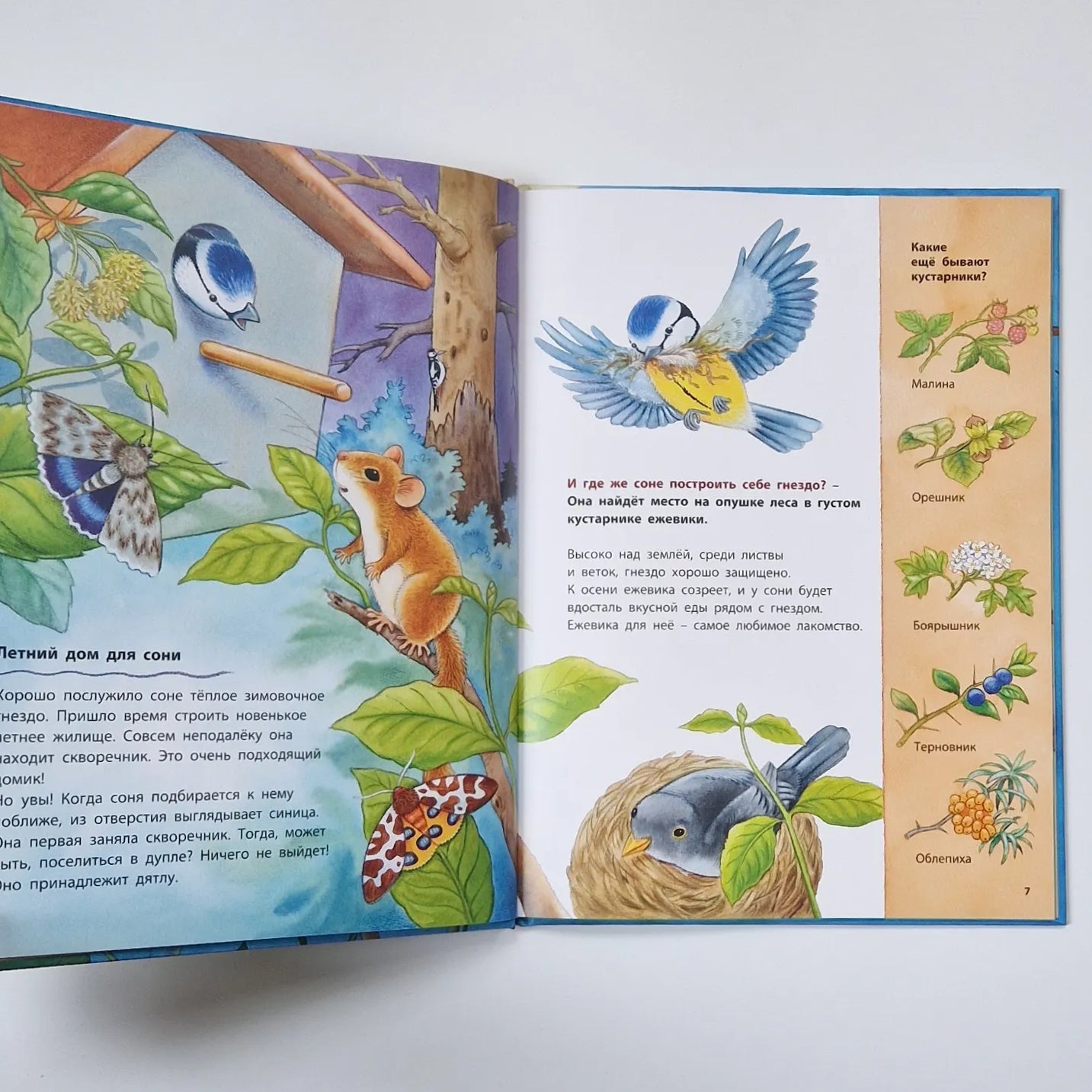 Кто такая орешниковая соня? Познавательные истории