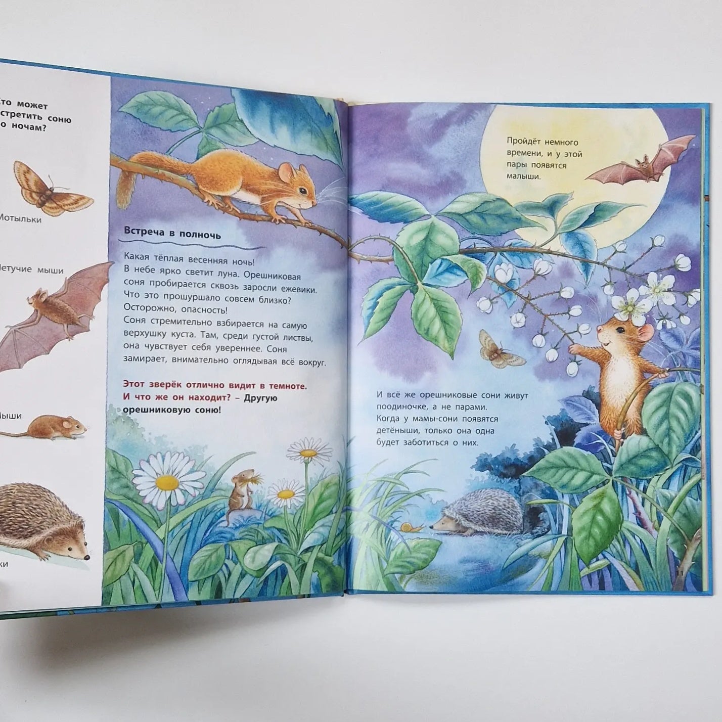 Кто такая орешниковая соня? Познавательные истории