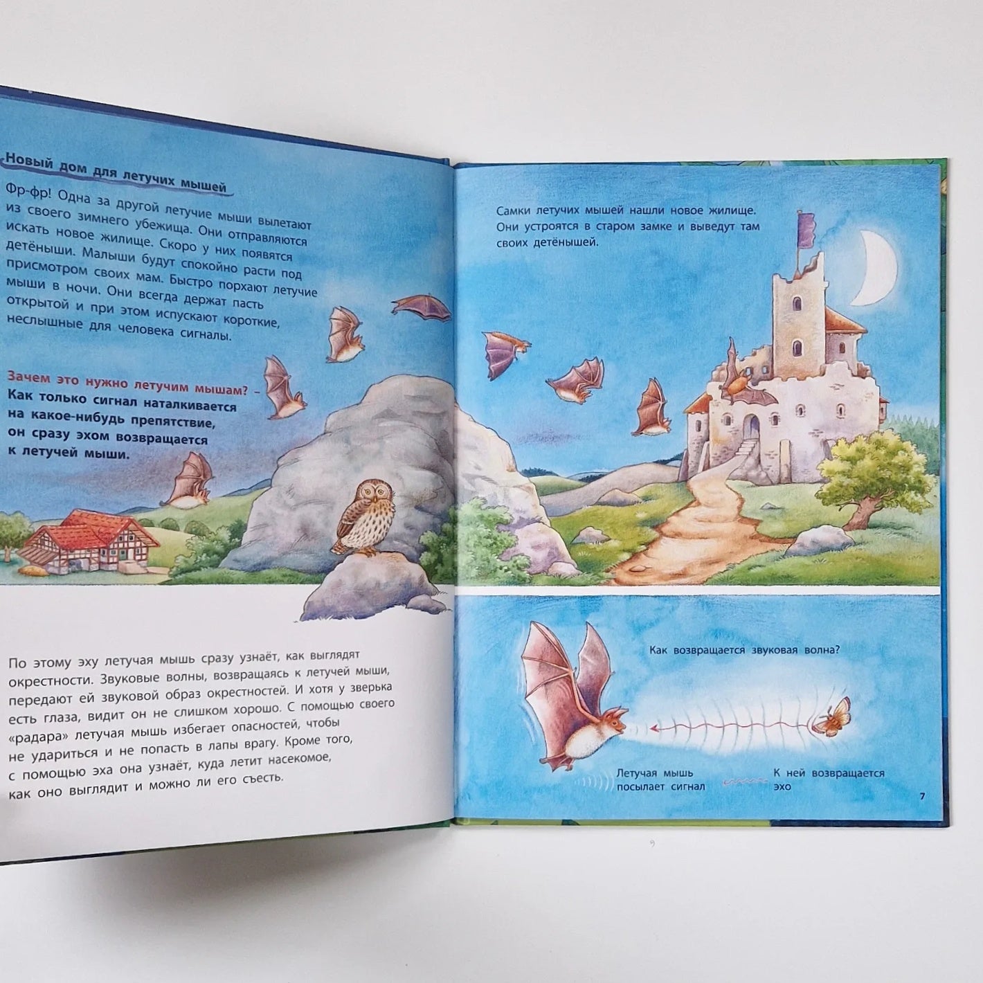 Where does the bat fly? Educational stories