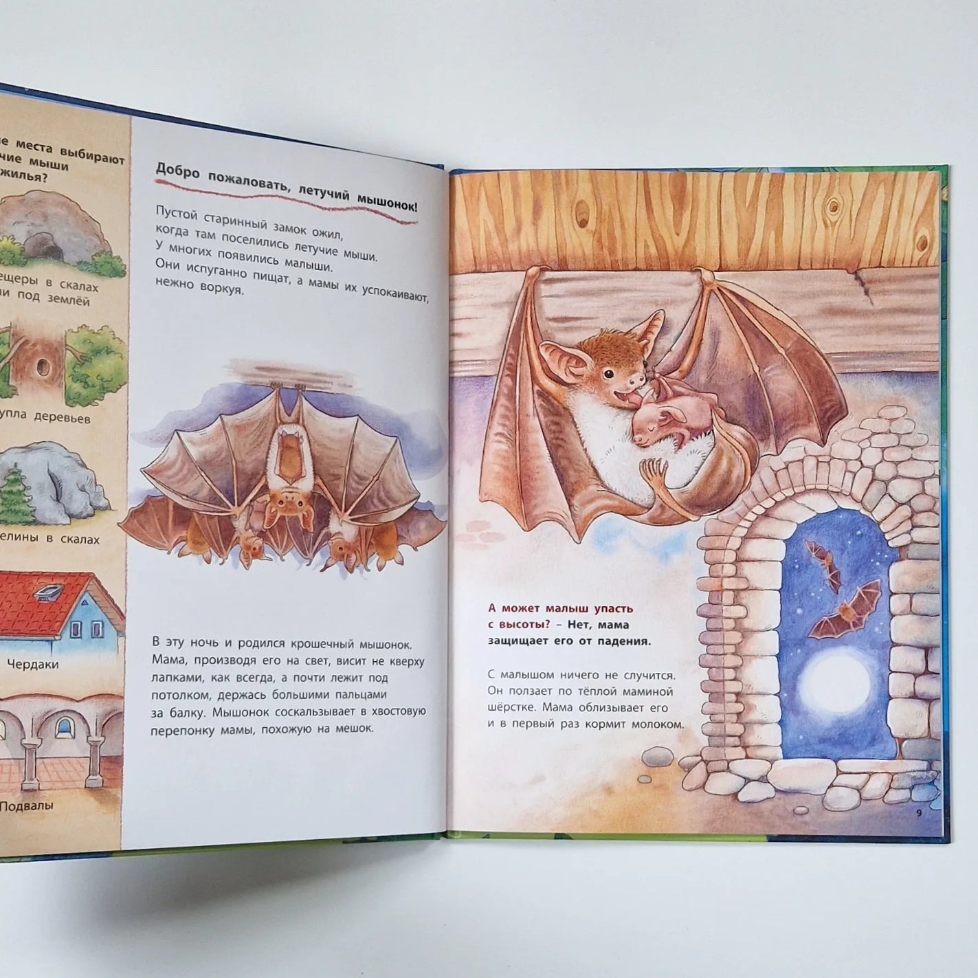 Where does the bat fly? Educational stories