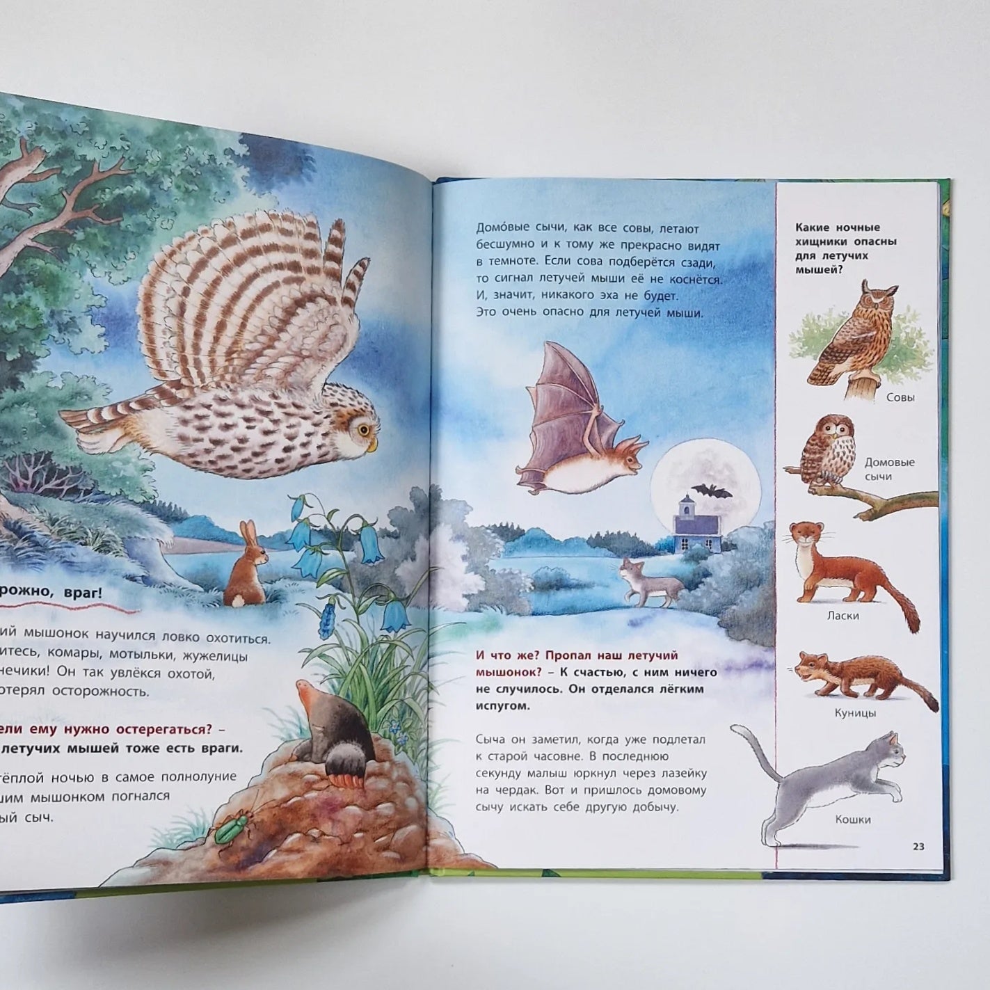 Where does the bat fly? Educational stories