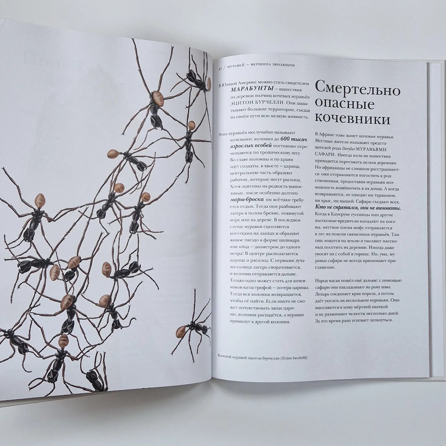 Поразительные насекомые