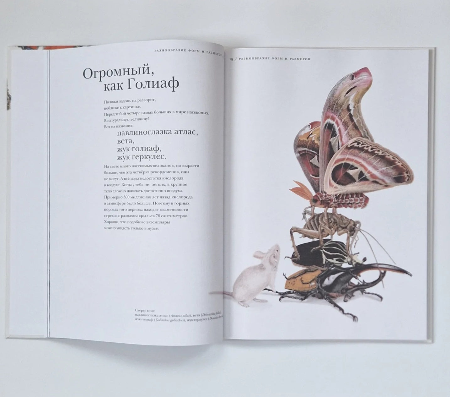 Поразительные насекомые