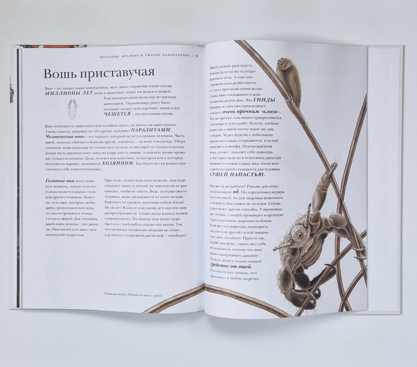 Поразительные насекомые