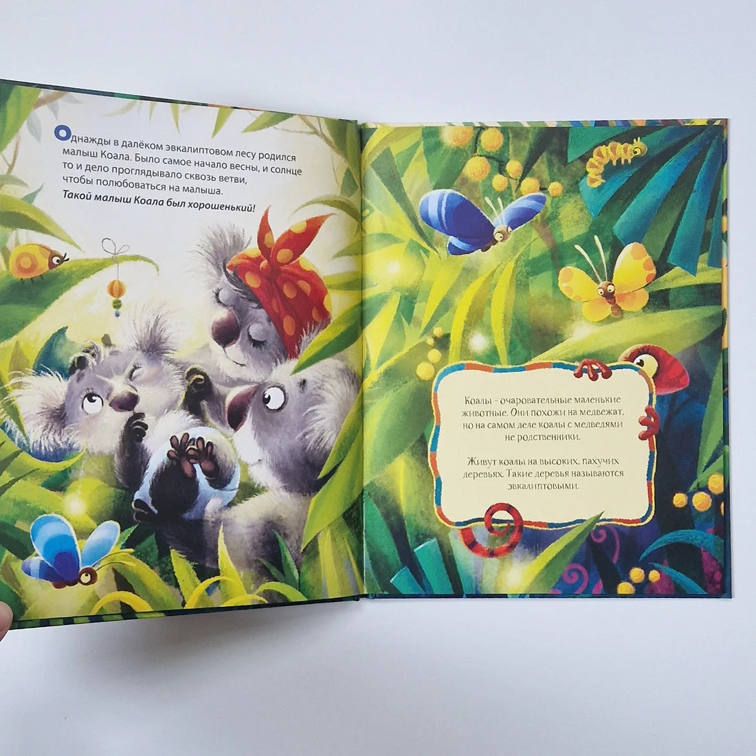 Малыш Коала находит друзей