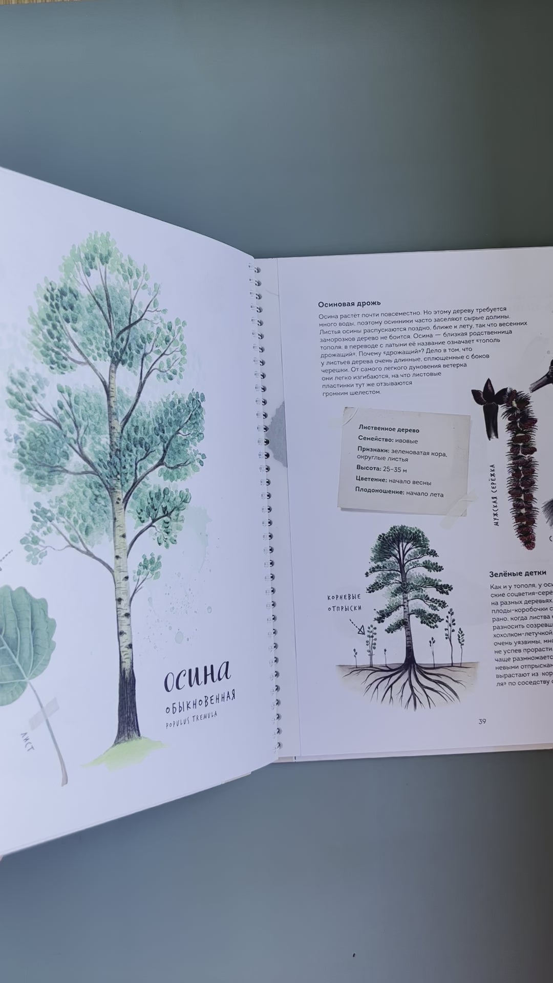 Листья деревьев. Мой гербарий