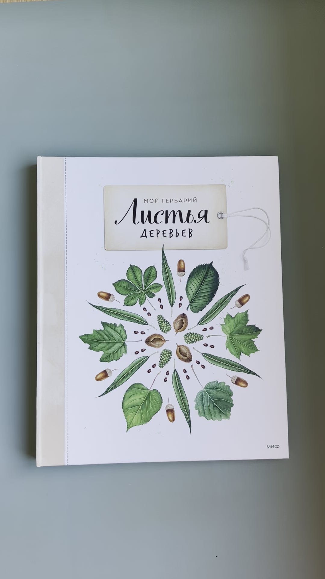 Листья деревьев. Мой гербарий