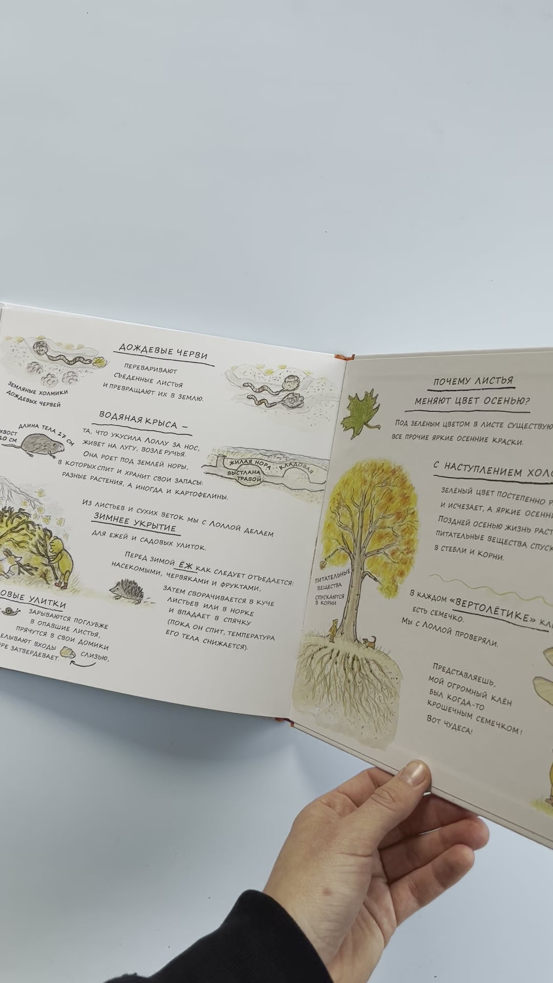 Autumn of Bruno the Bear