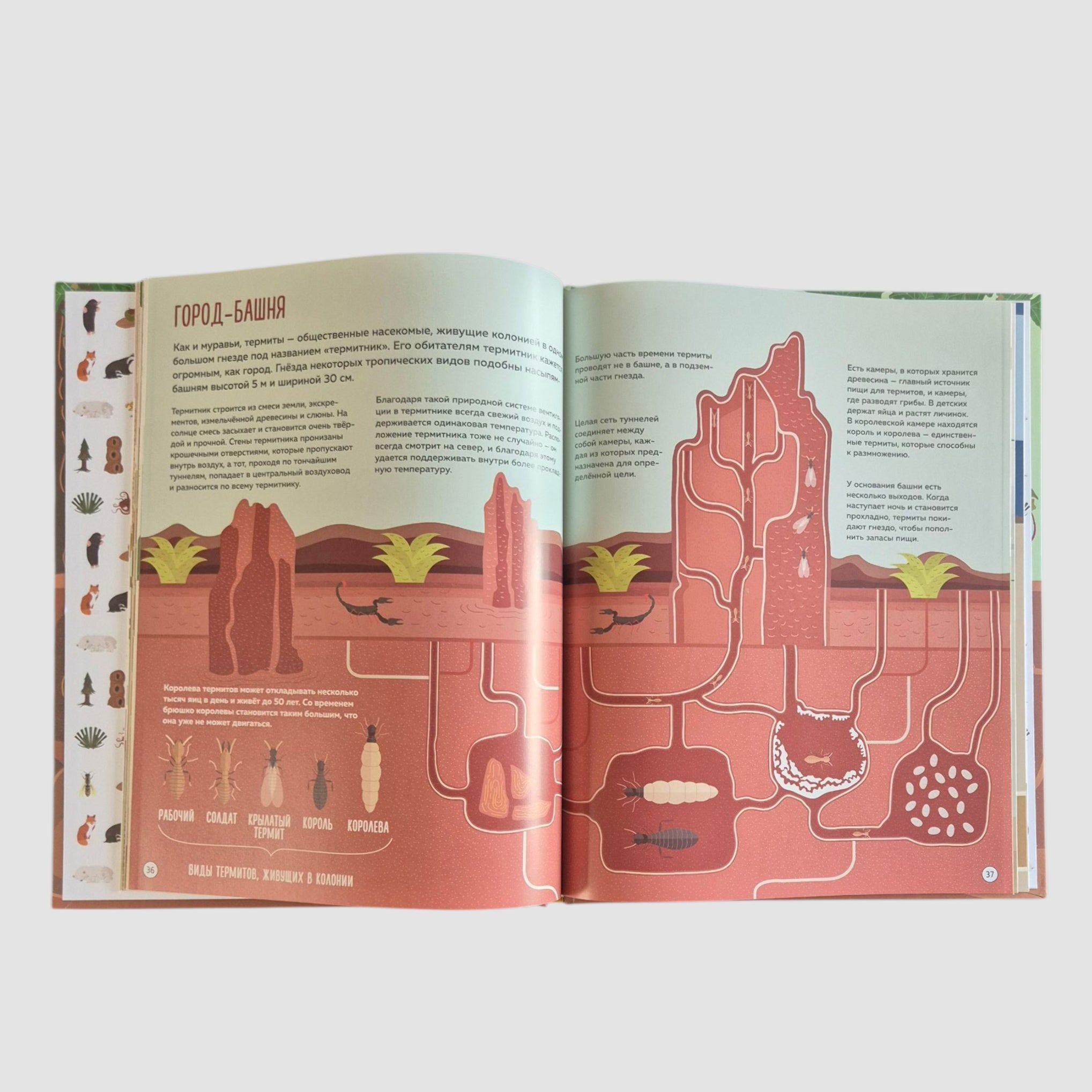 Что внутри? Как устроены дома животных