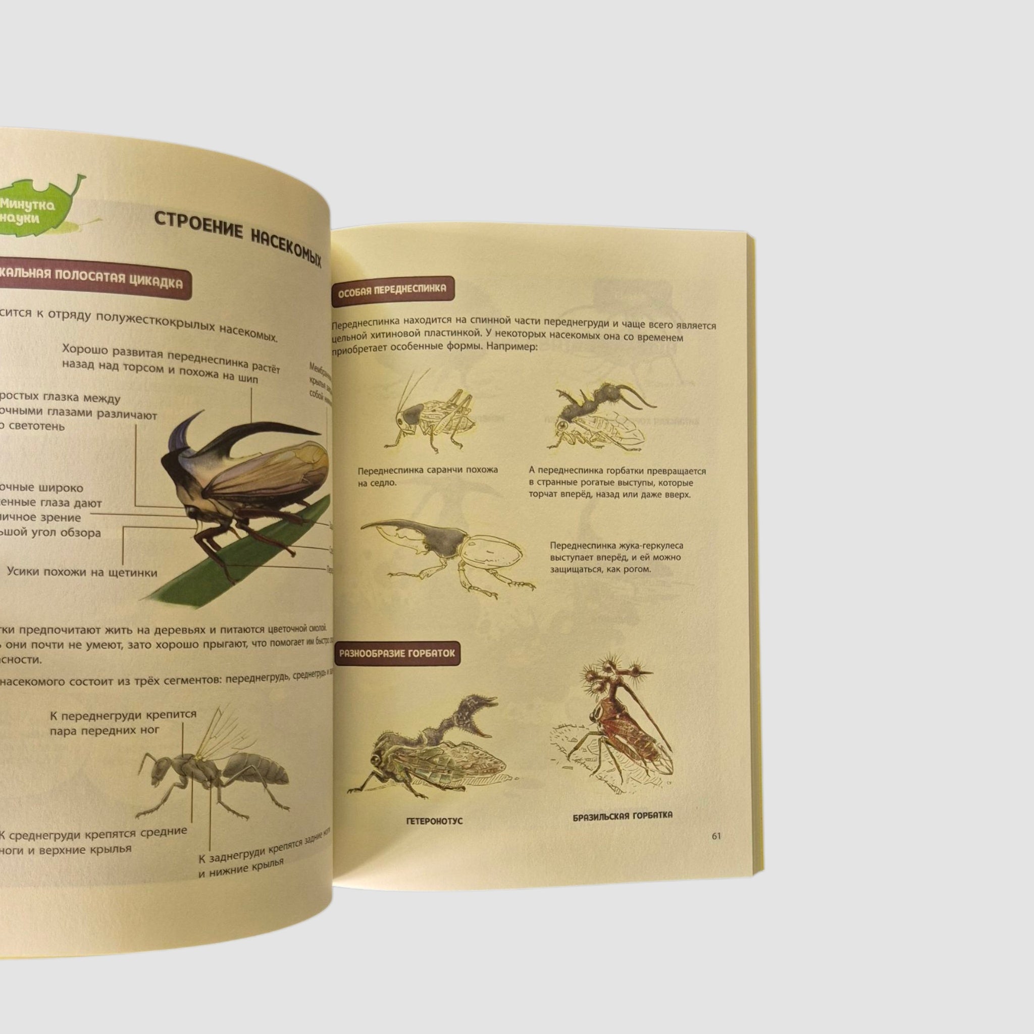 НасеКомиксы. Кузнечик попадает в переделку