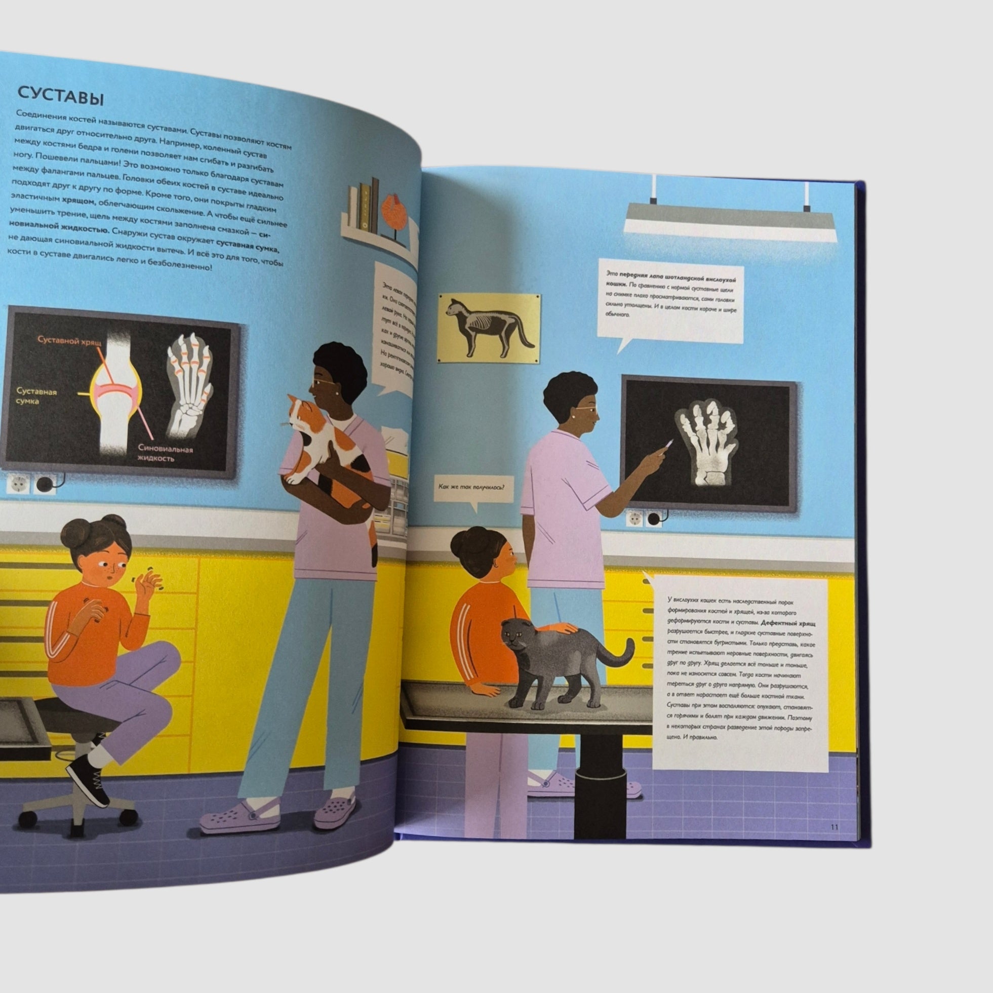 У ветеринара: как устроена медицина для животных