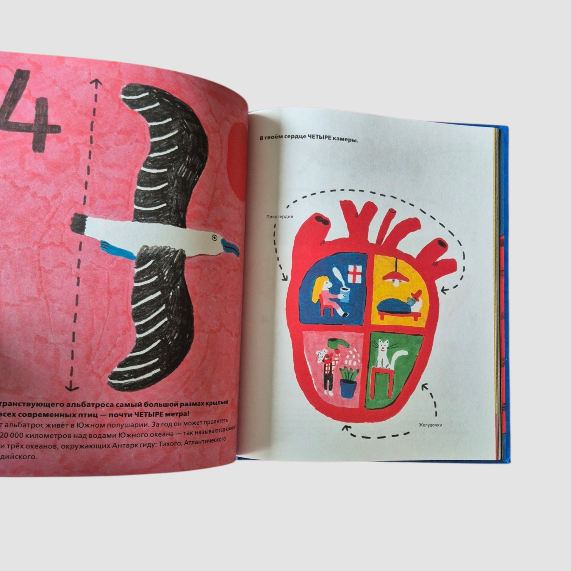 У осьминога ноль костей