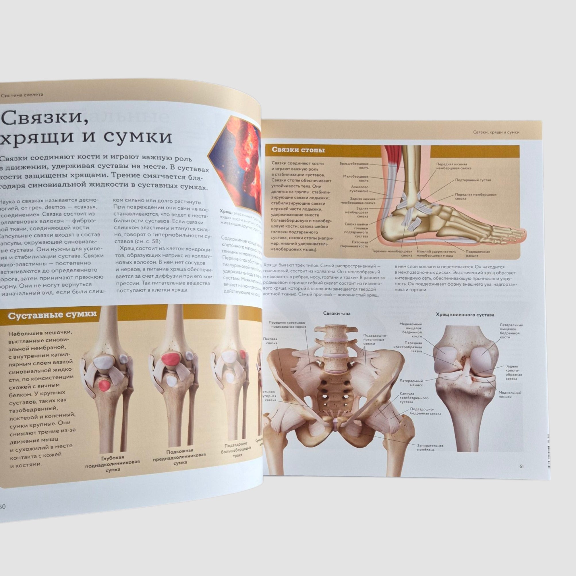 Анатомия человека