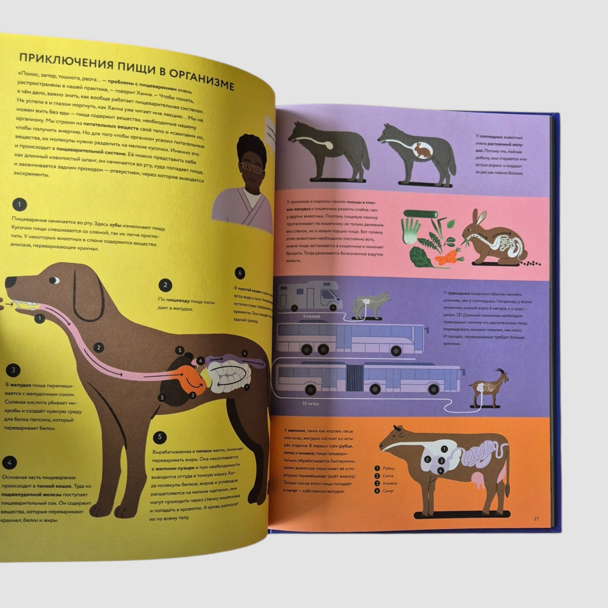 У ветеринара: как устроена медицина для животных