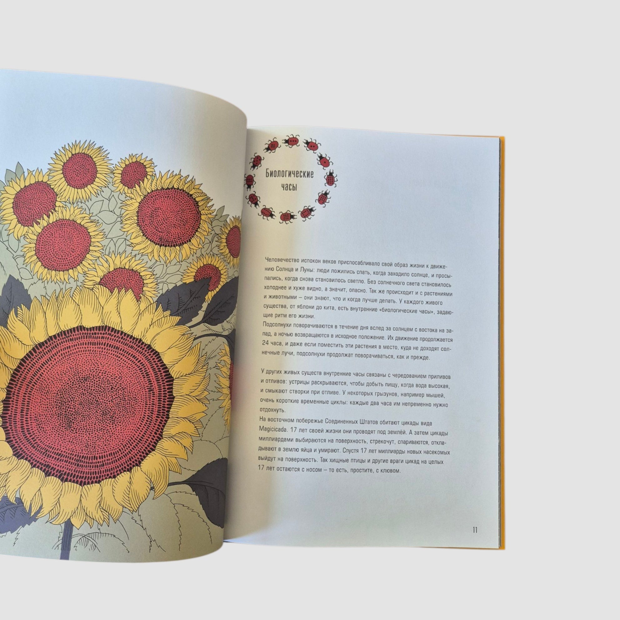 Время! Вечное путешествие