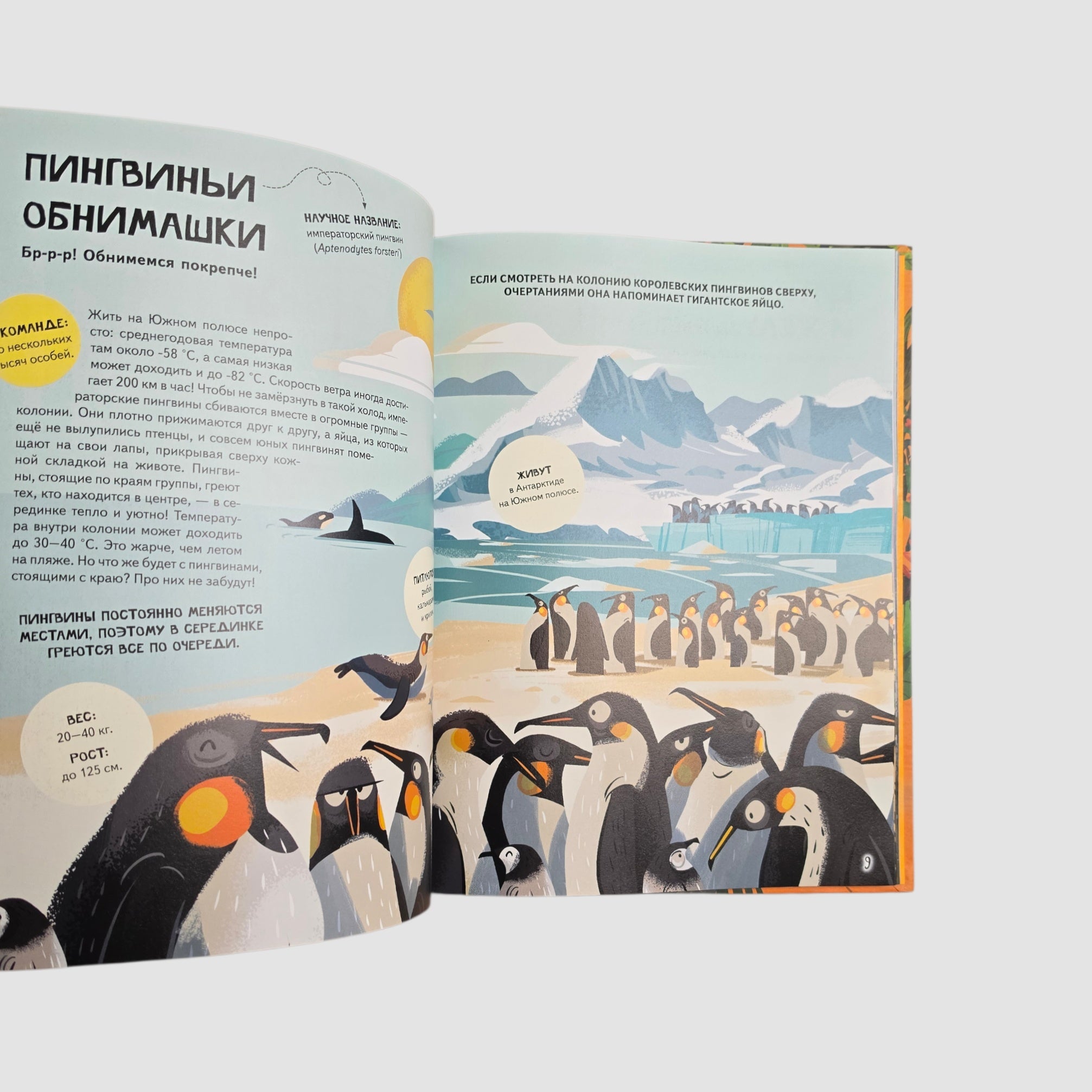 Вместе лучше! Командная работа в мире животных