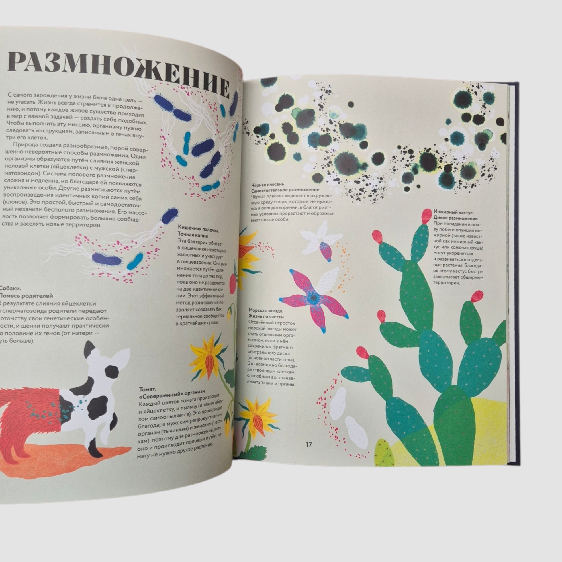 Чудесная книга жизни