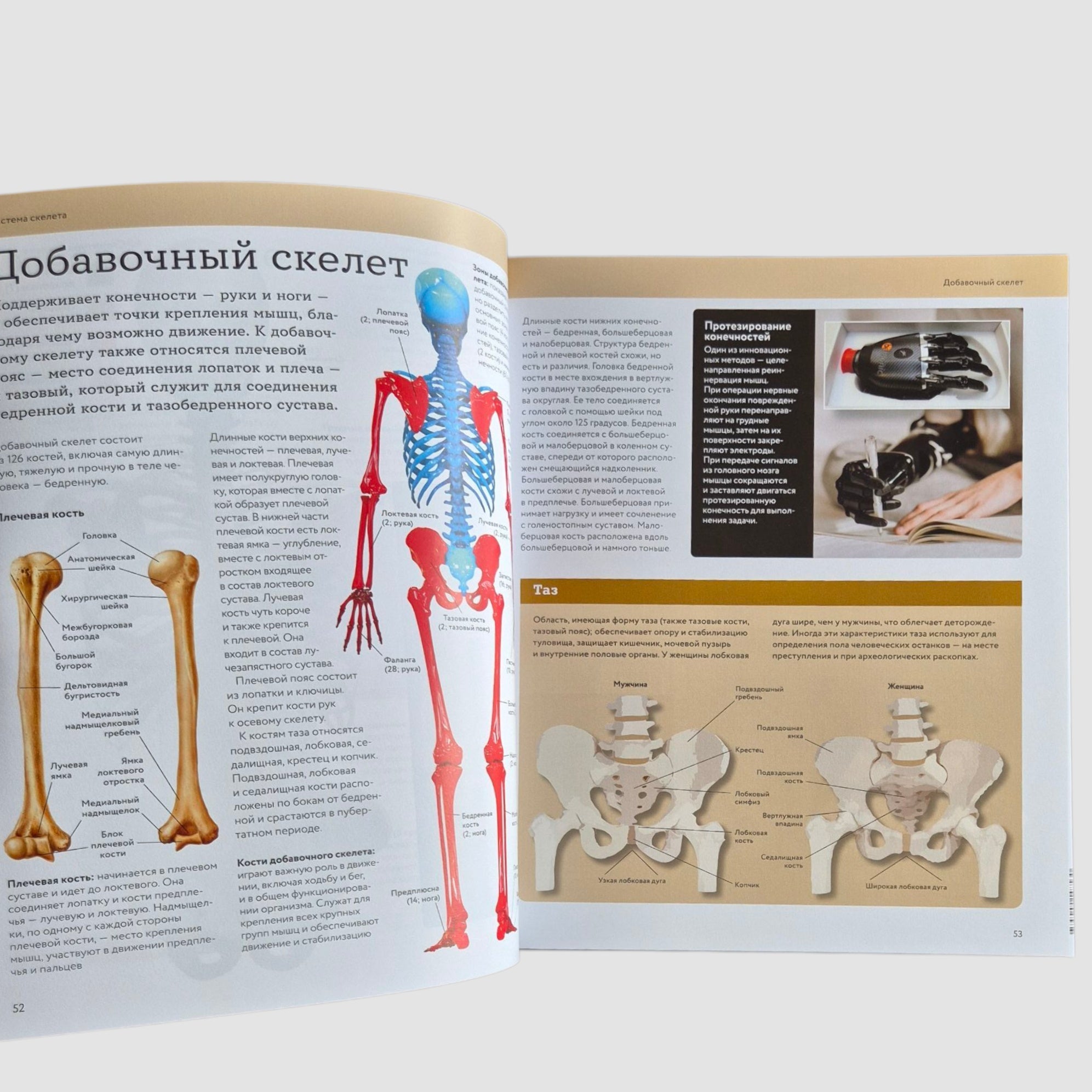 Анатомия человека