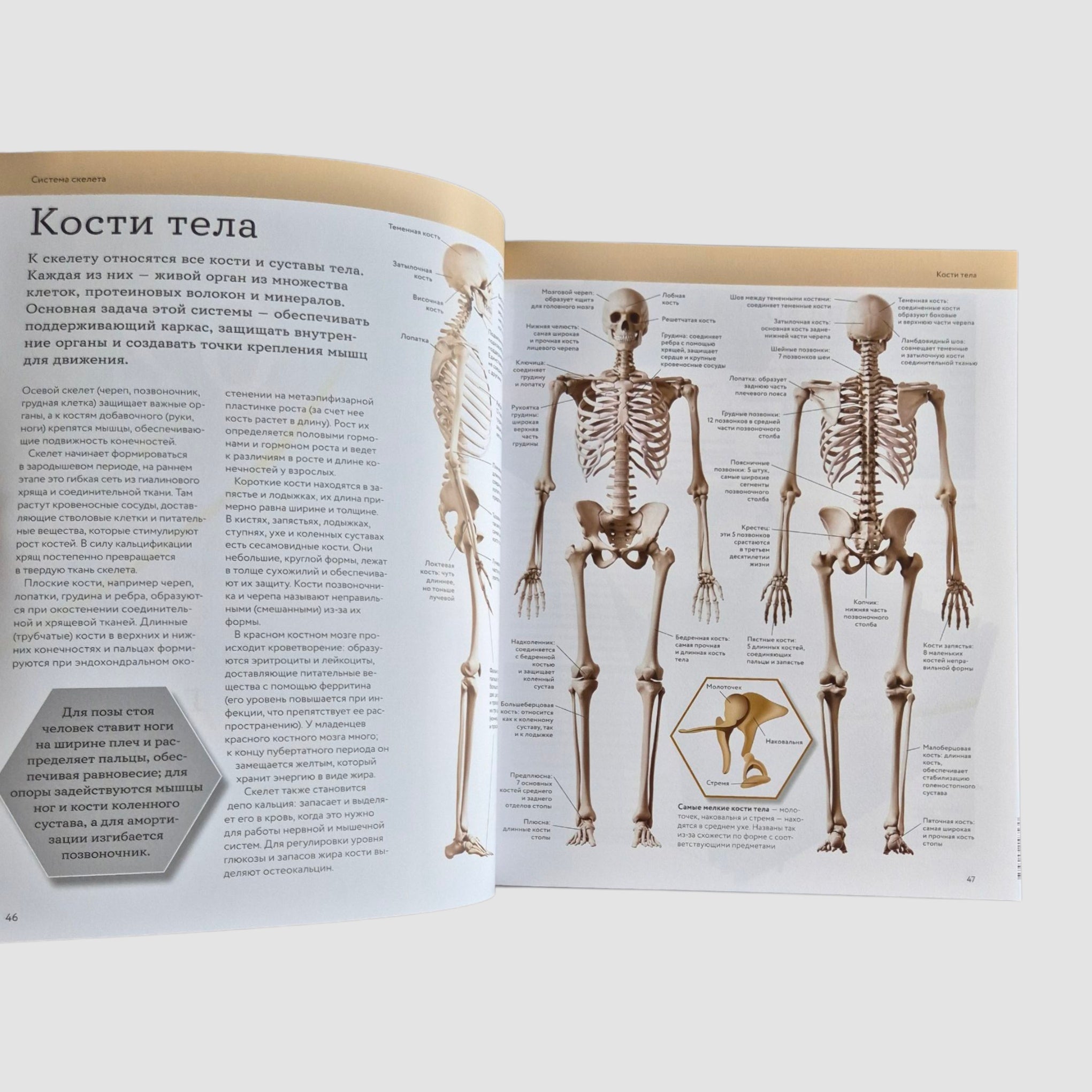 Анатомия человека