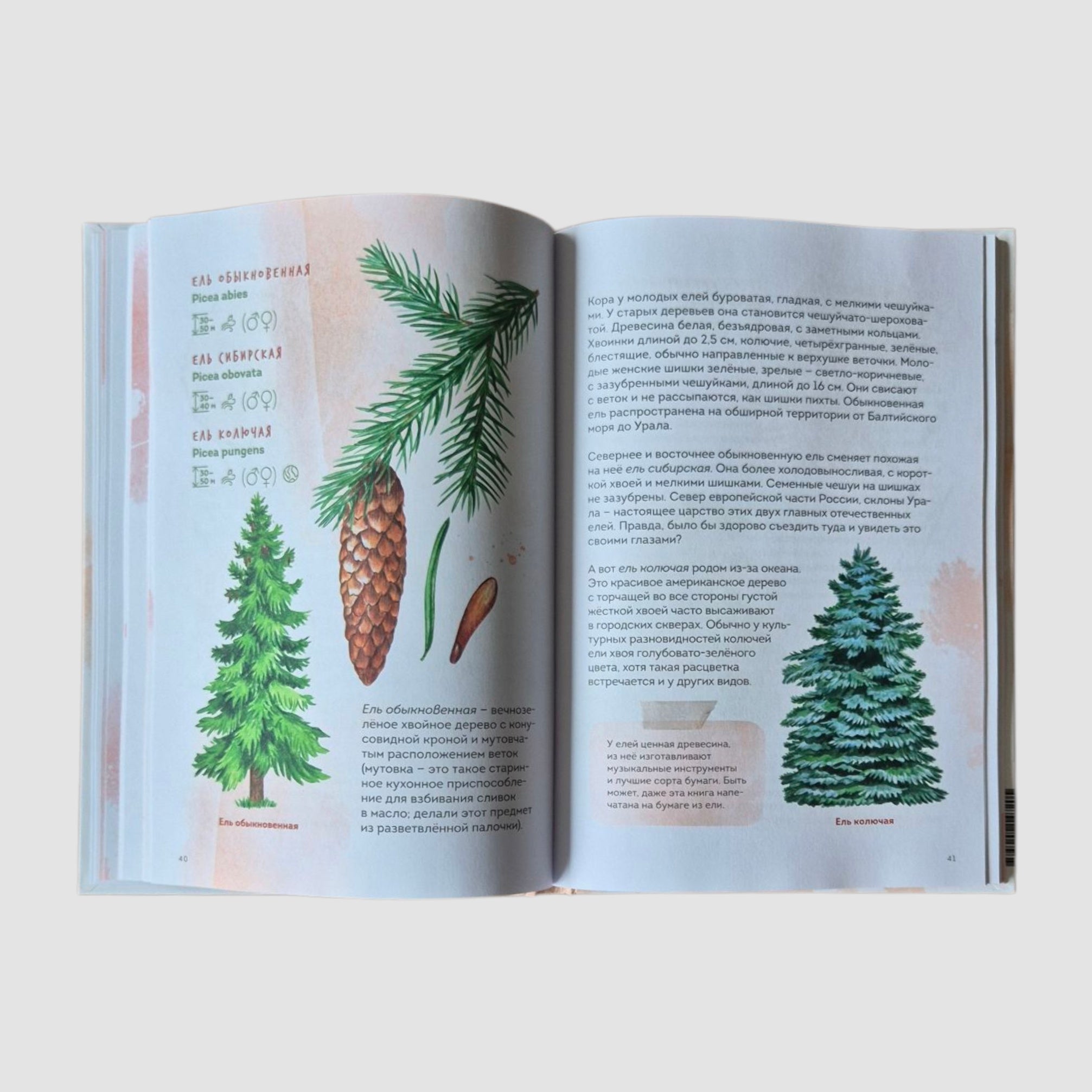 Деревья. Атлас-определитель