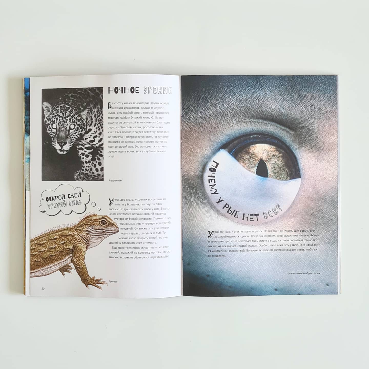 Почему рыбы не тонут?