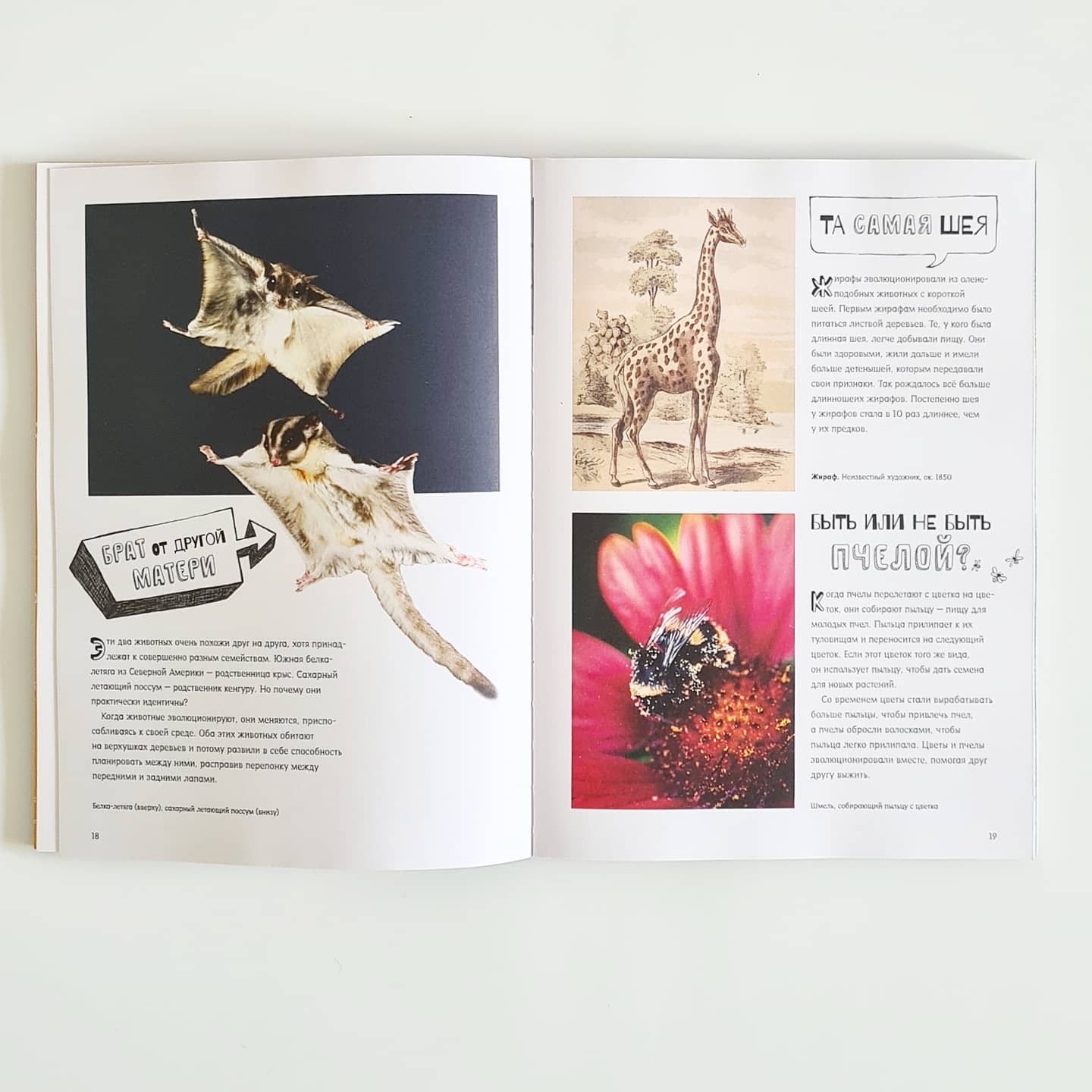 Почему рыбы не тонут?