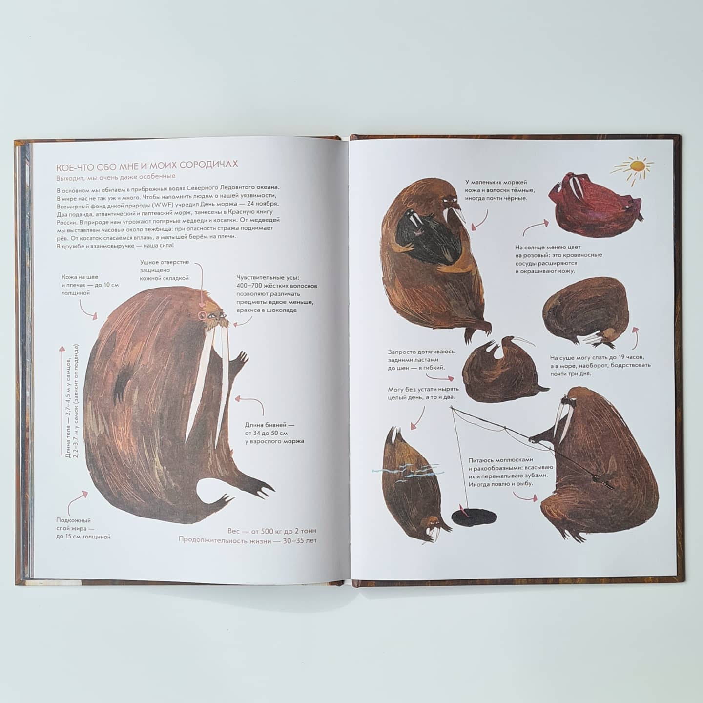 Морж как морж, ничего особенного