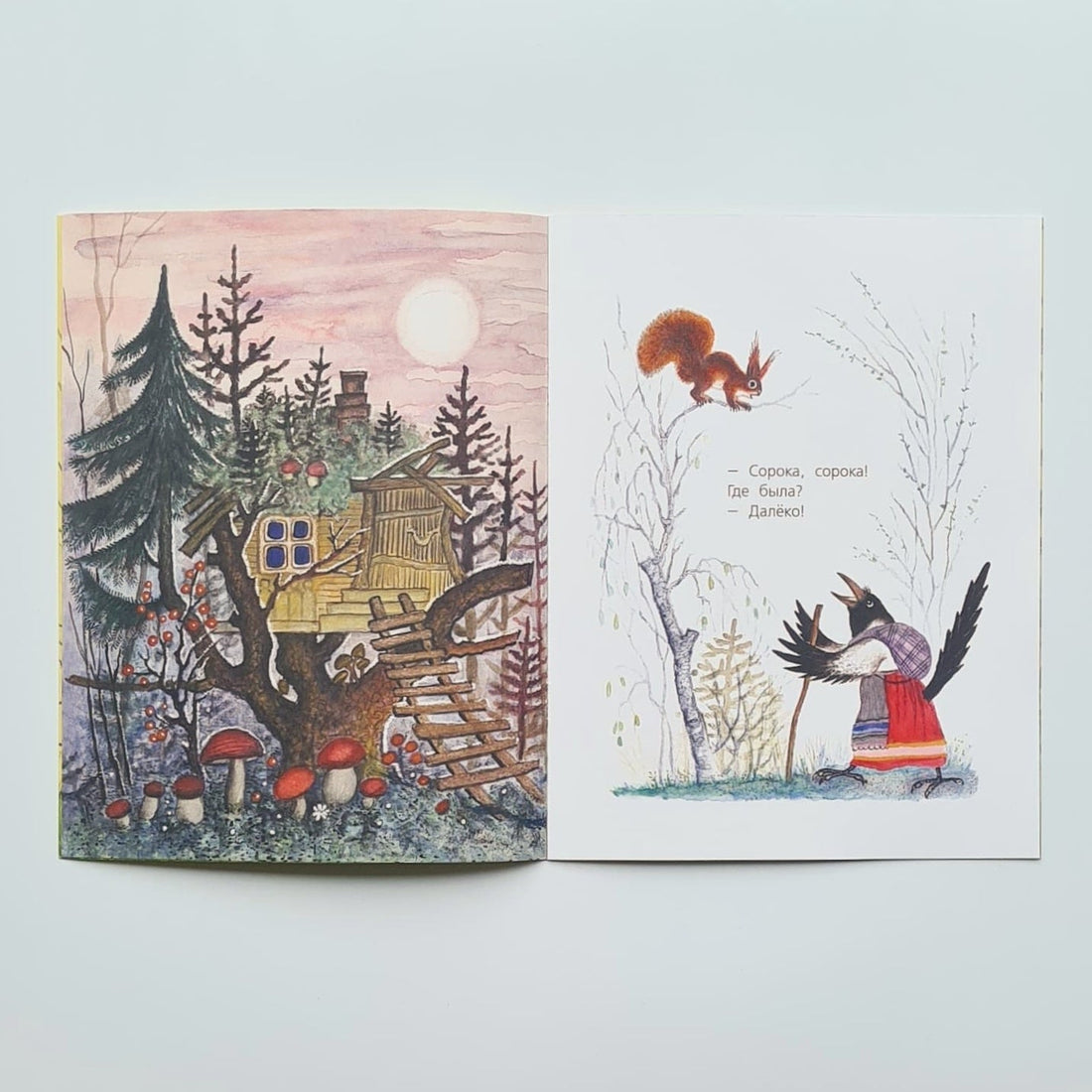 Сорока-белобока