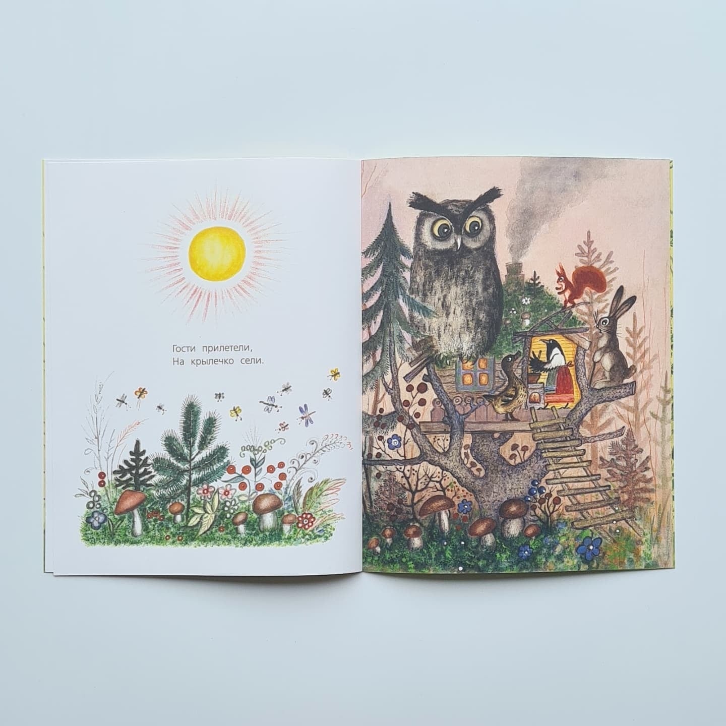 Сорока-белобока