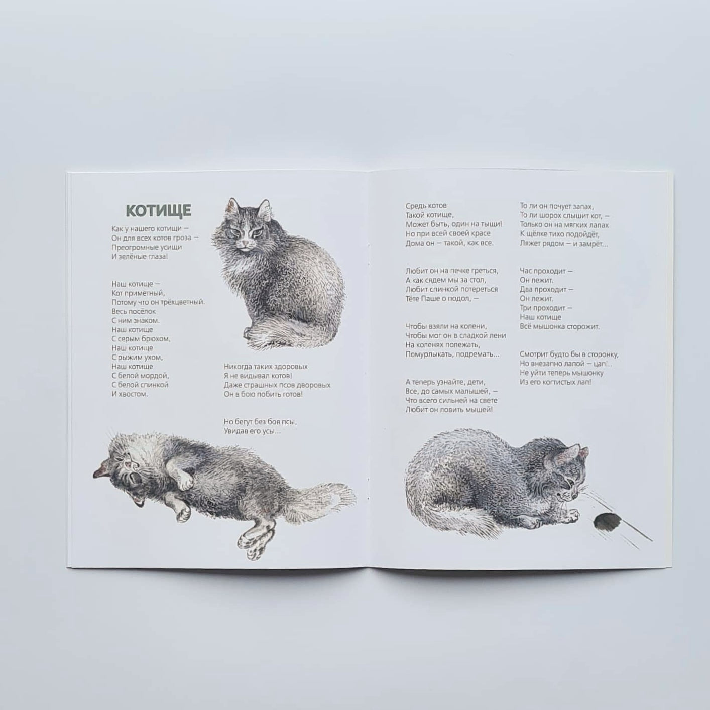 This is what they are like 