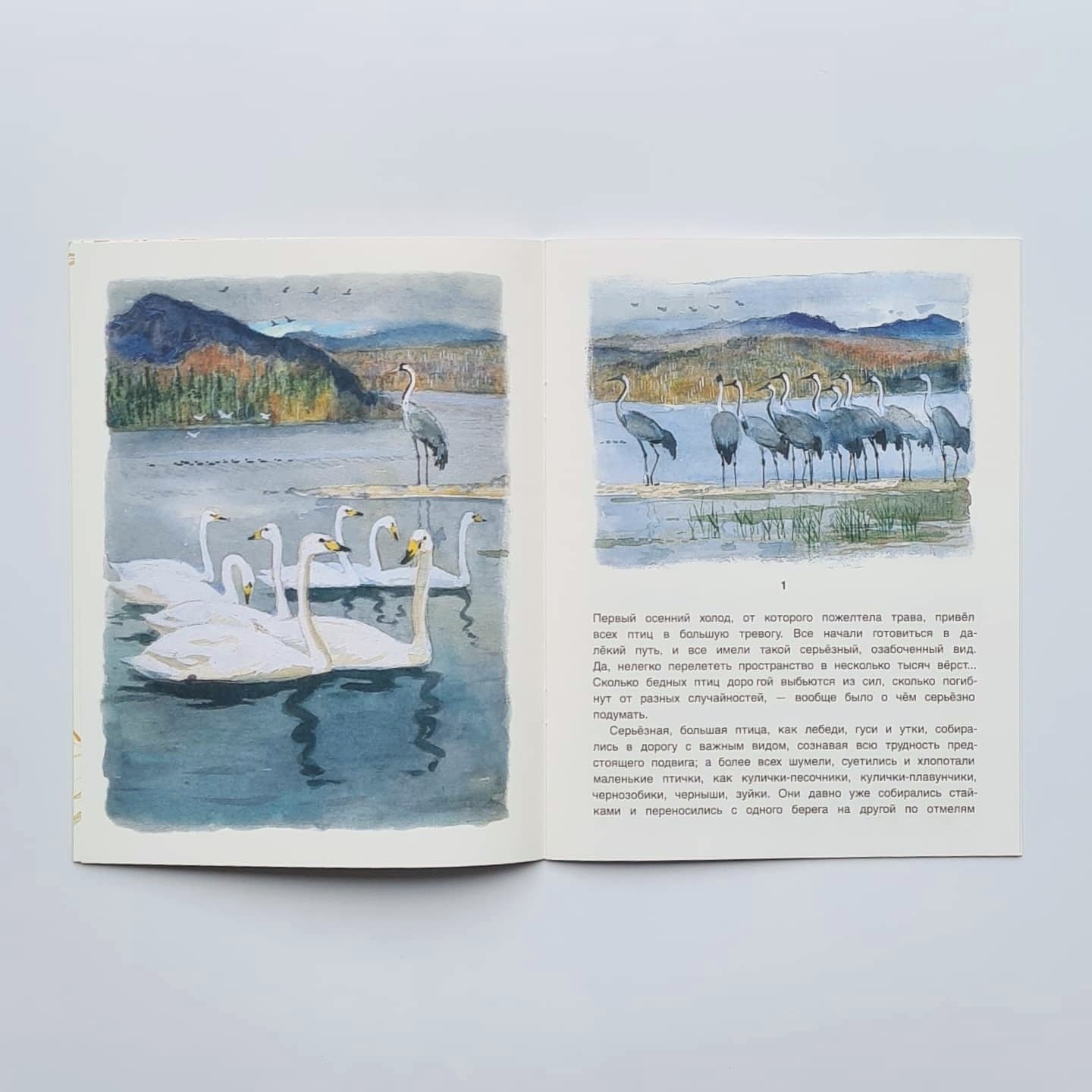 Серая Шейка