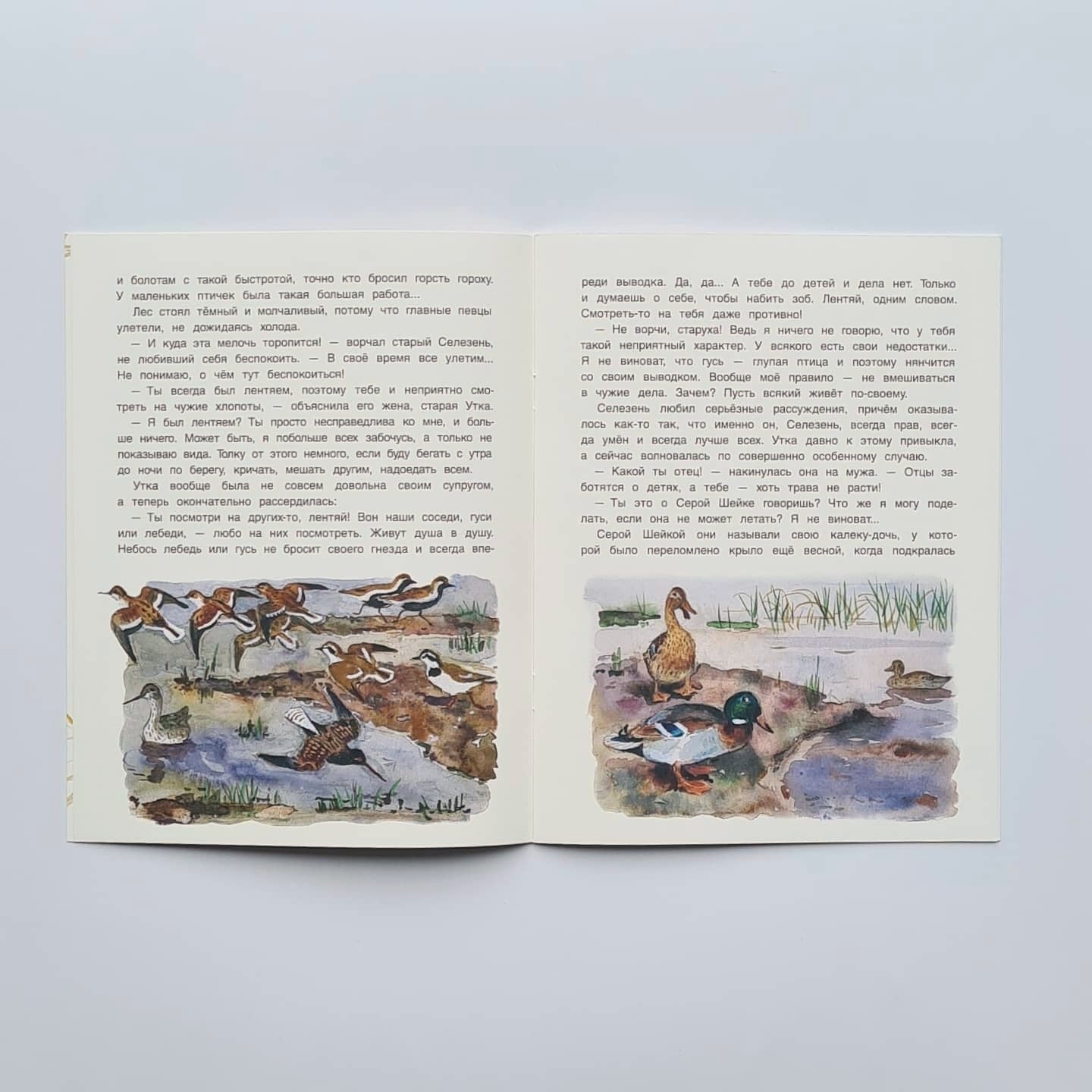 Серая Шейка