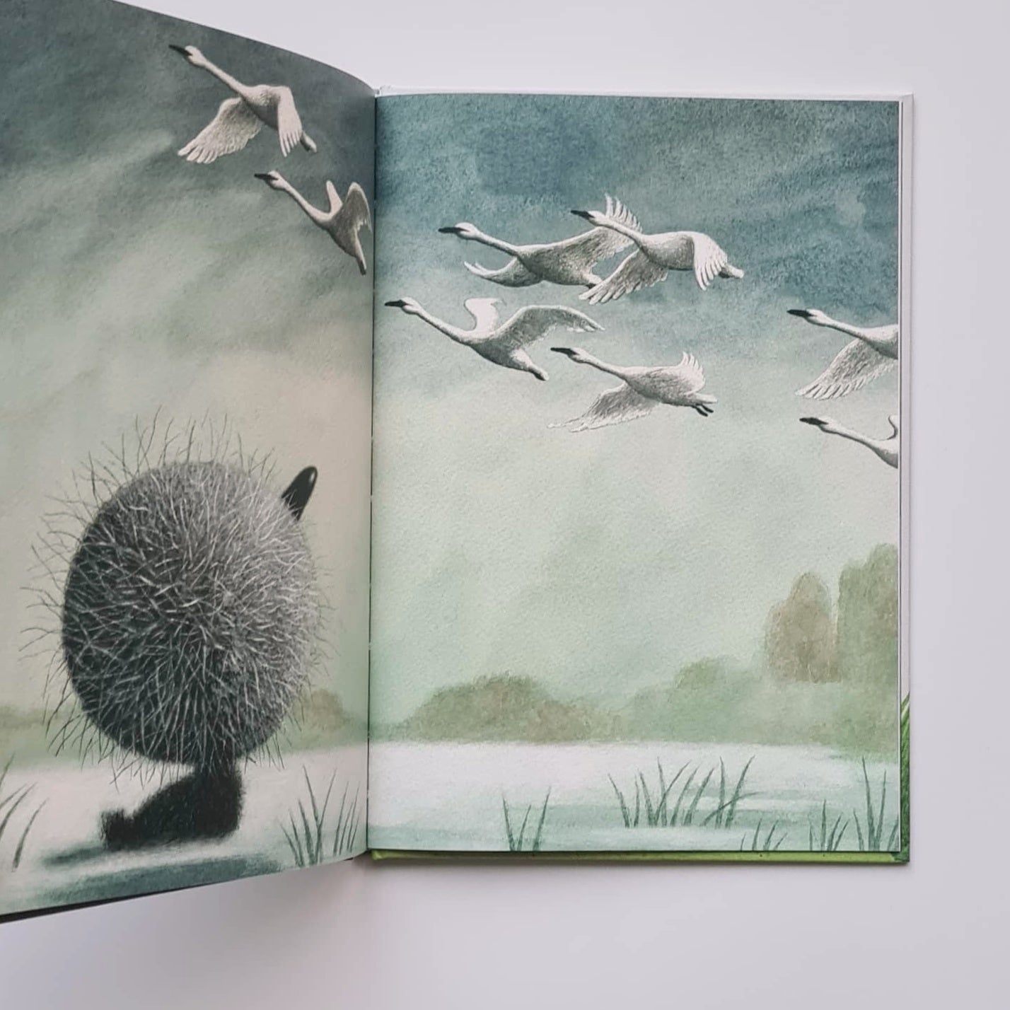 Гадкий утёнок