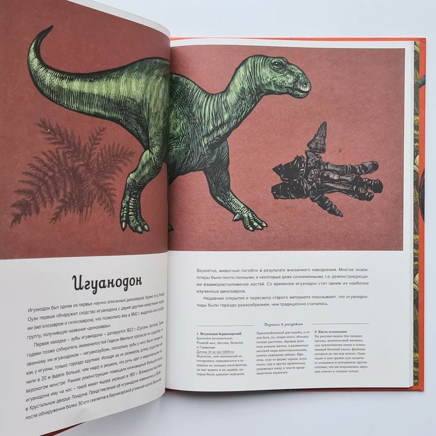 Dinosaurium (external defect)