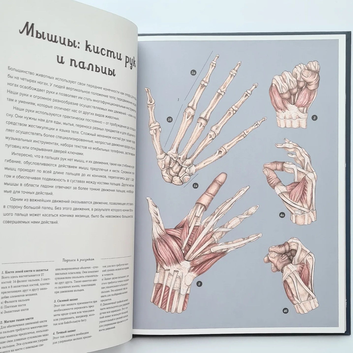 Анатомикум