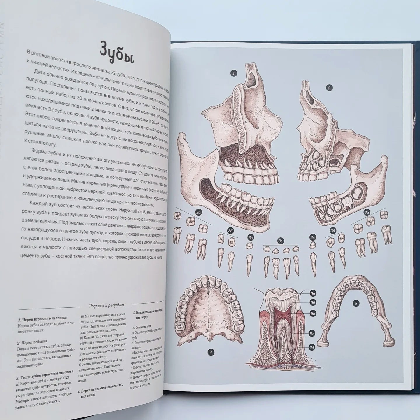 Анатомикум