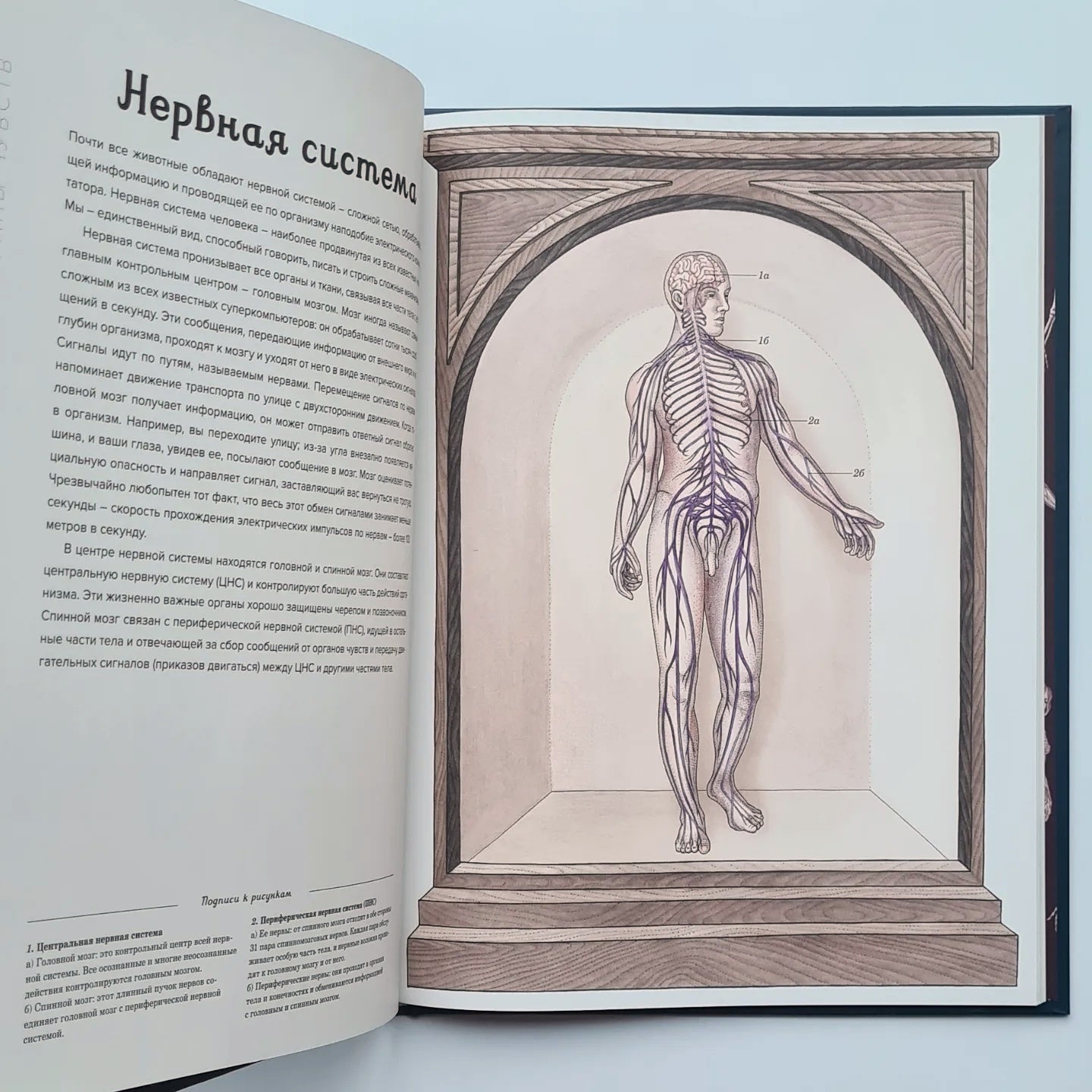 Анатомикум